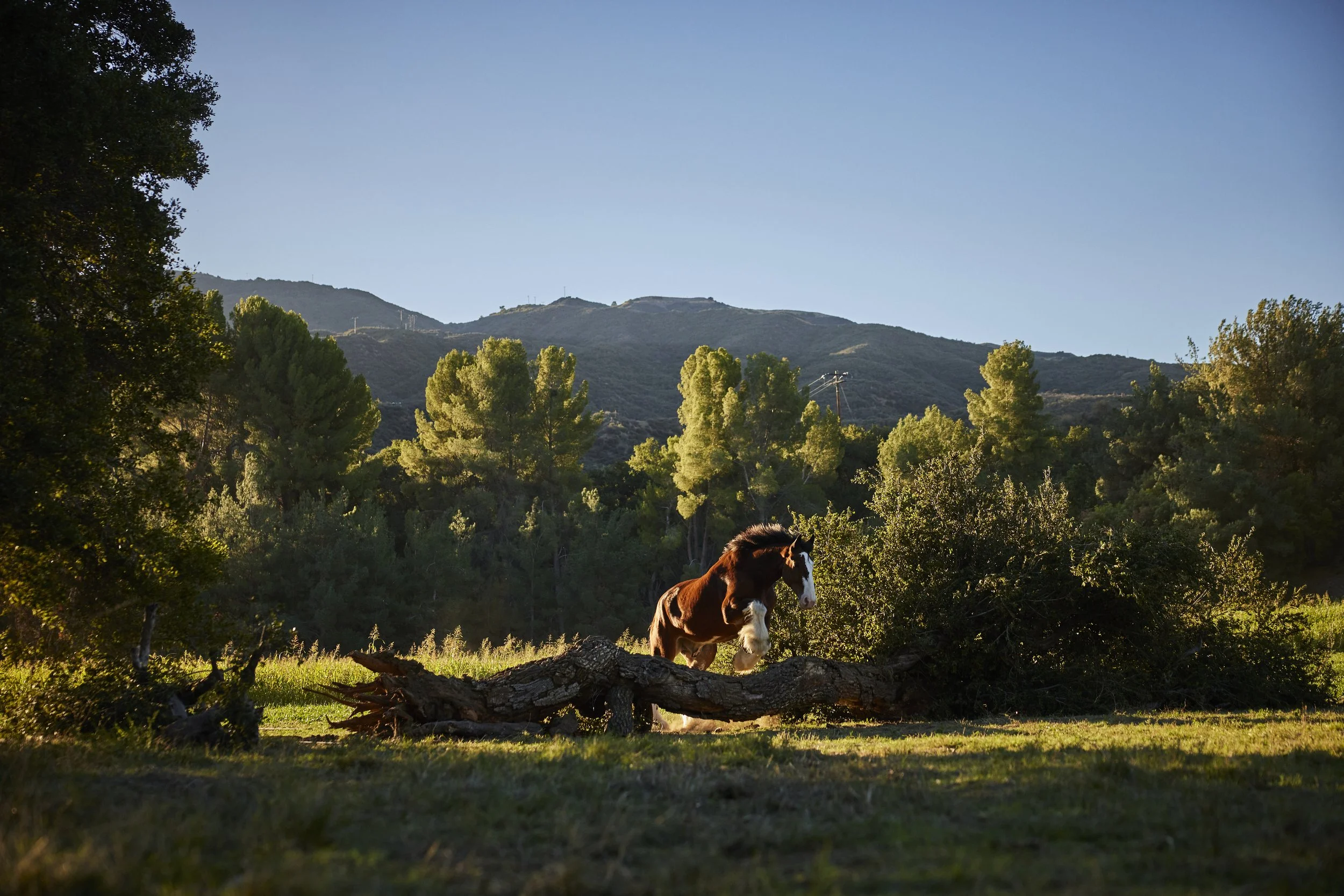 GG_BUD_Superbowl_2025_WEB 7.jpg