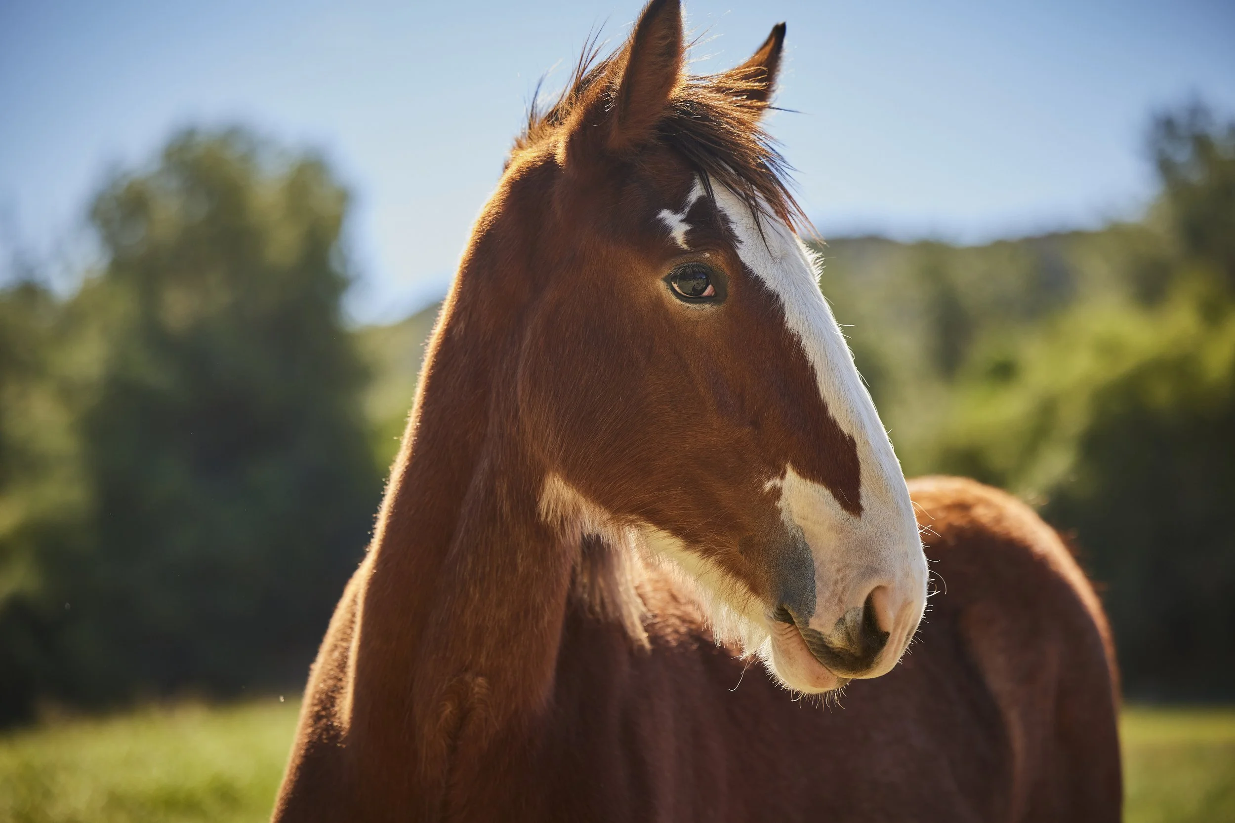 GG_BUD_Superbowl_2025_WEB 10.jpg