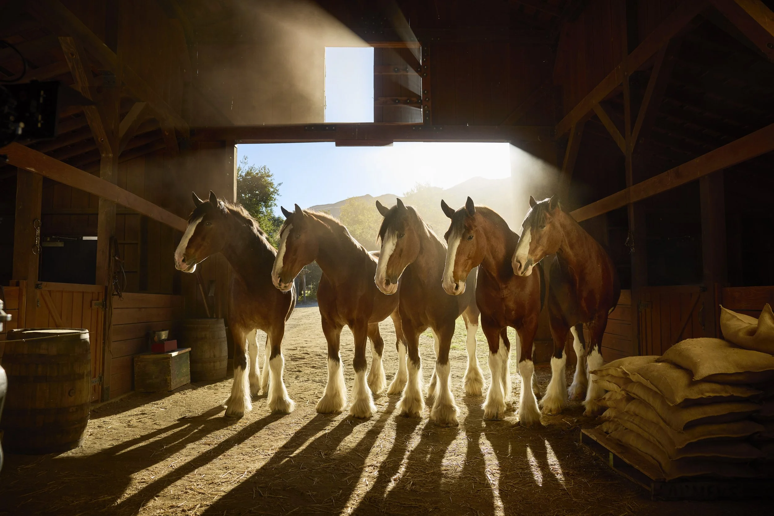 gg_251027_25-Clydesdales-In-Barn-B_11167_2Eeip_68m_RGB.jpg