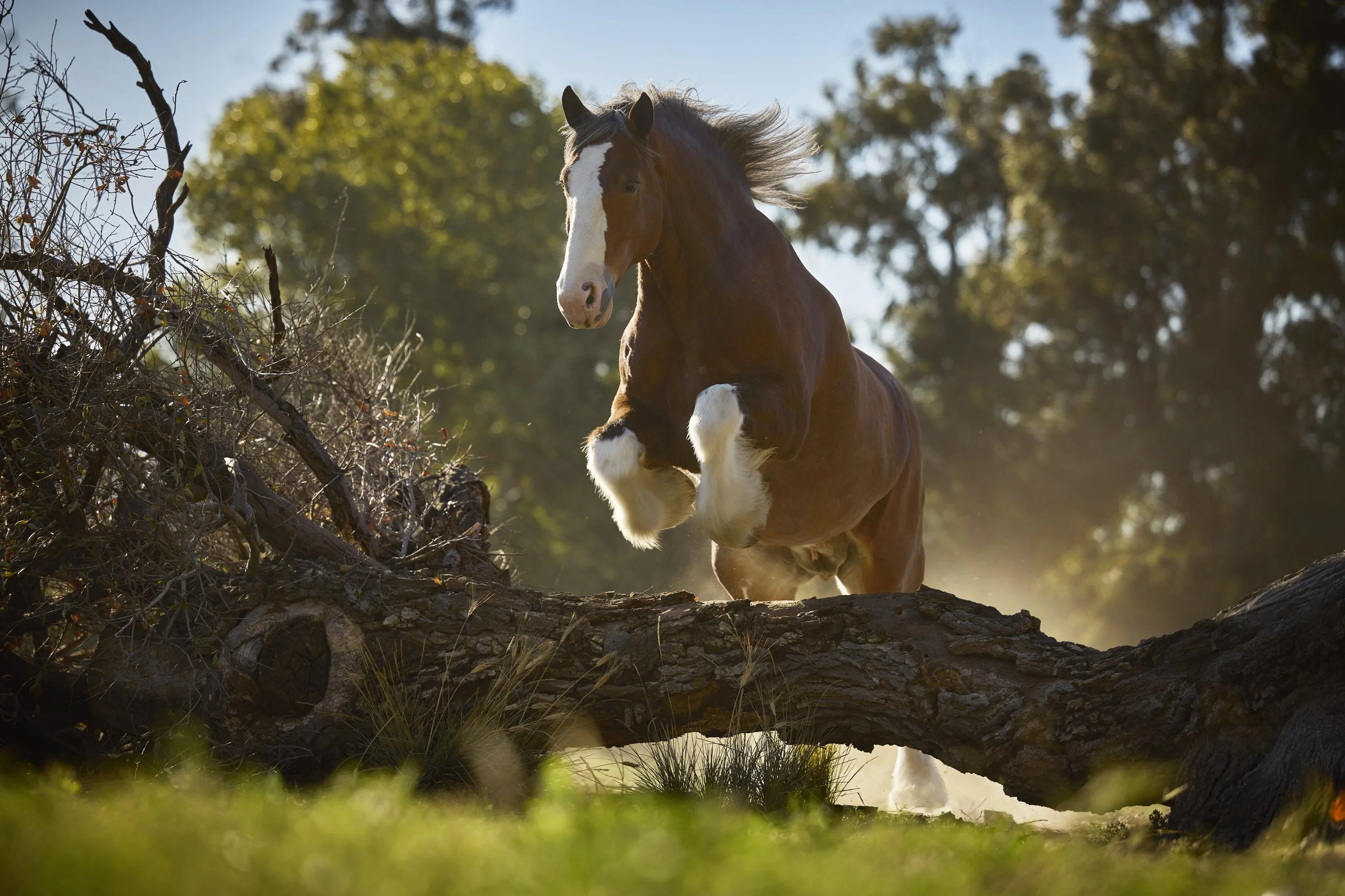 gg_251027_23-Majestic-Leap-B_08130_2Eeip_25m_RGB copy.jpg