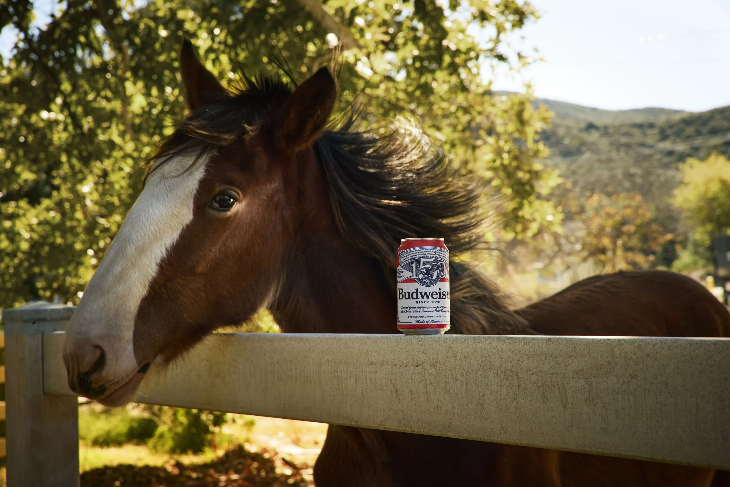 gg_251027_35-Weanling-Can_15829_2Eeip_18m_RGB copy.jpg