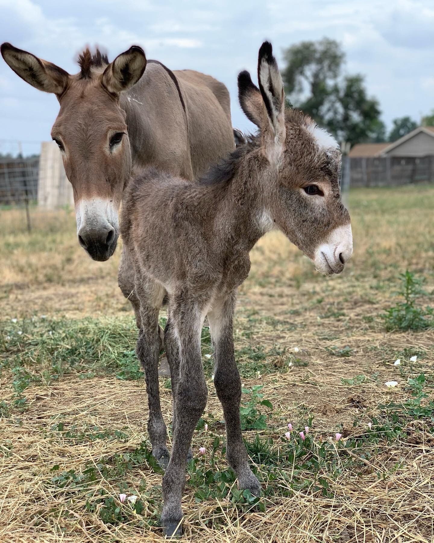 Happy National Donkey Day! Y&rsquo;all know that we love our sweet burros at Hestia Field, Aunt Jane and Watch (fun fact: they&rsquo;re both named after characters in the Boxcar Children book series). 

Aunt Jane came to us from @burrobasecamp in Mar