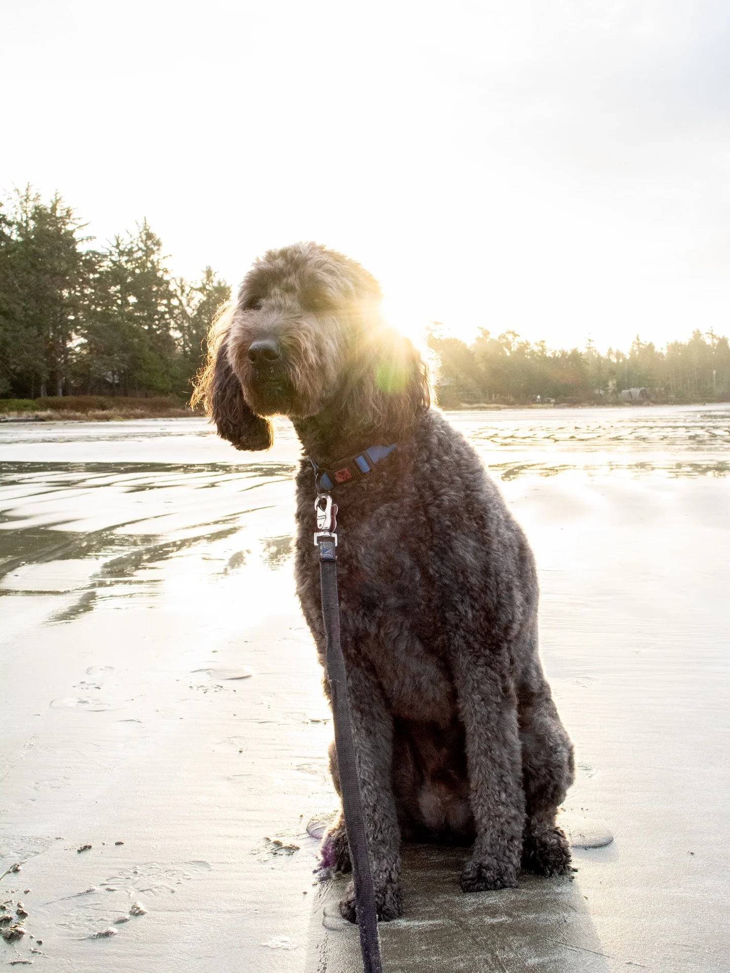 Morning walk with Reggie 🥰❤️