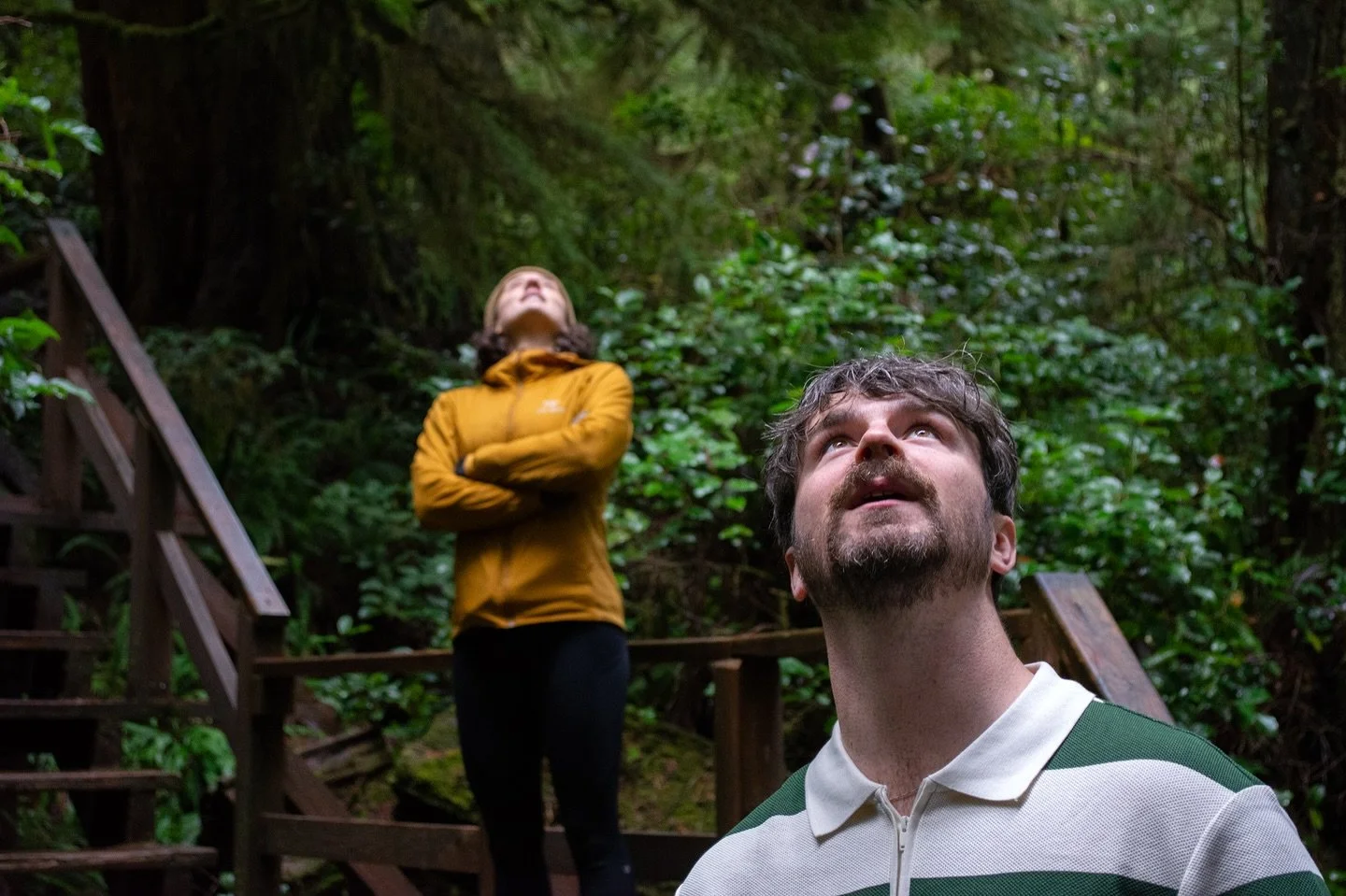 Looking up at an 800-year-old tree in awe