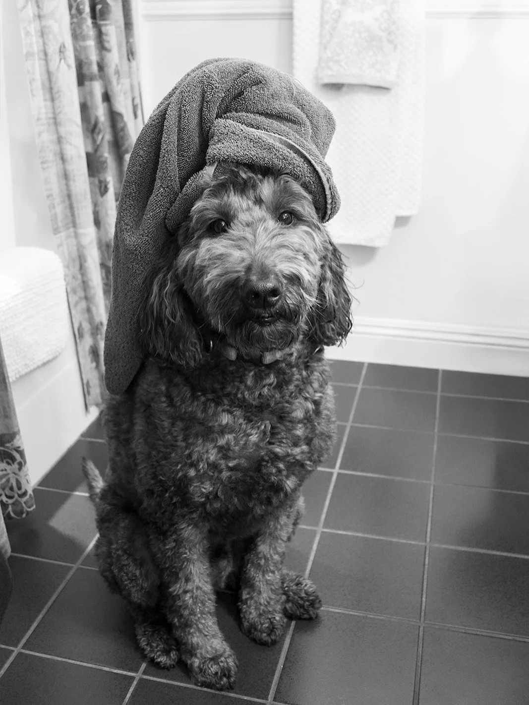 Send this to someone who loves their dog so much they&rsquo;d arrange a themed photoshoot. 😂❤️