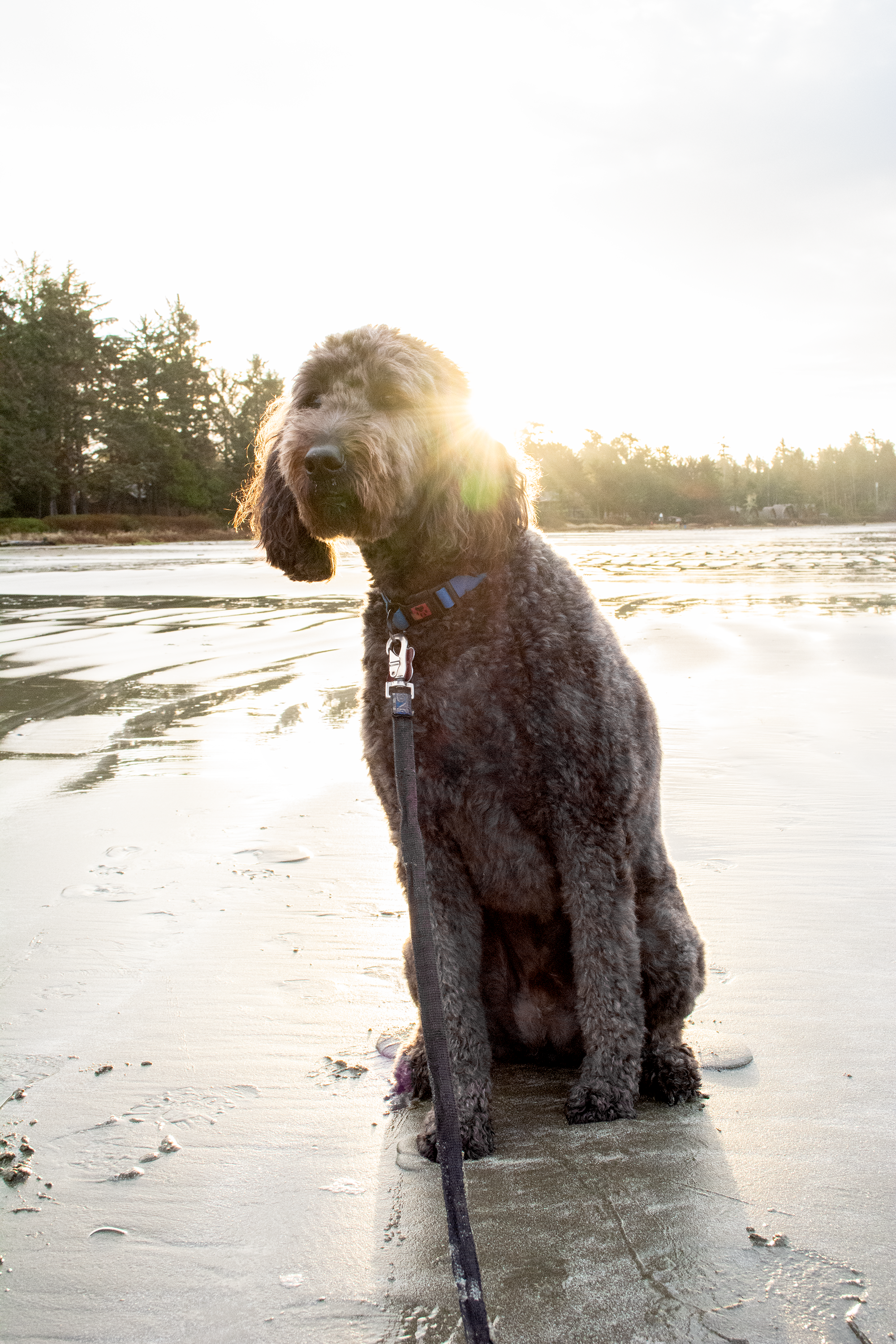 Reggie_MiddleBeachPortrait_Backlit.png