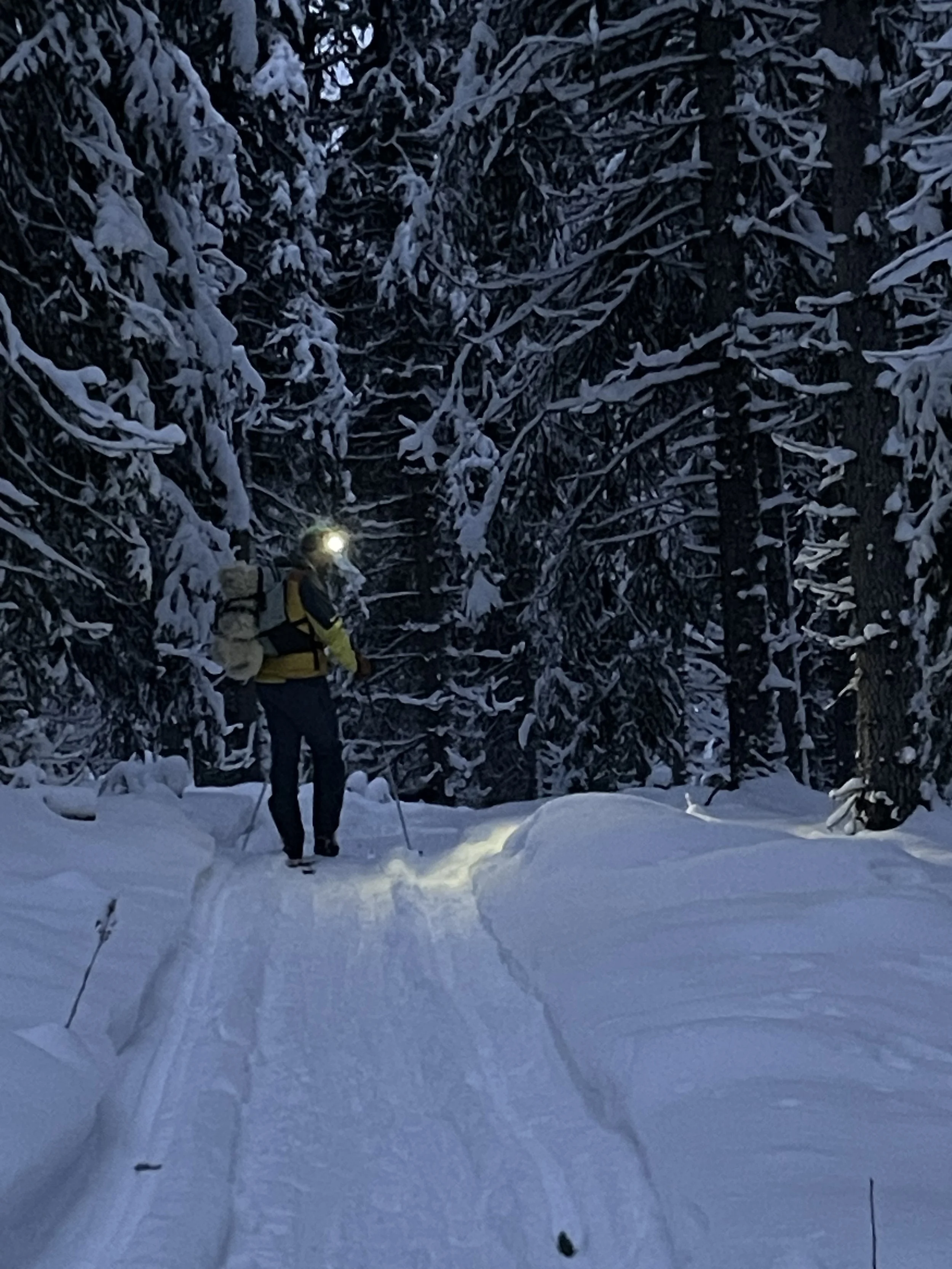 Turskidåkning i skogen utanför Duved den 2a januari 2026