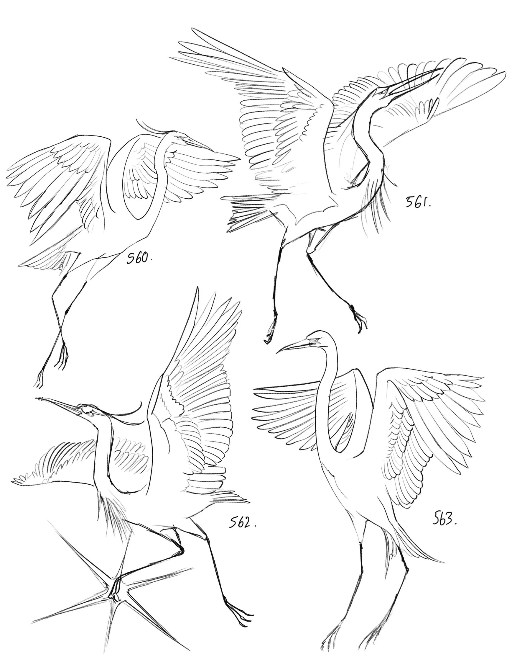 Herons tres