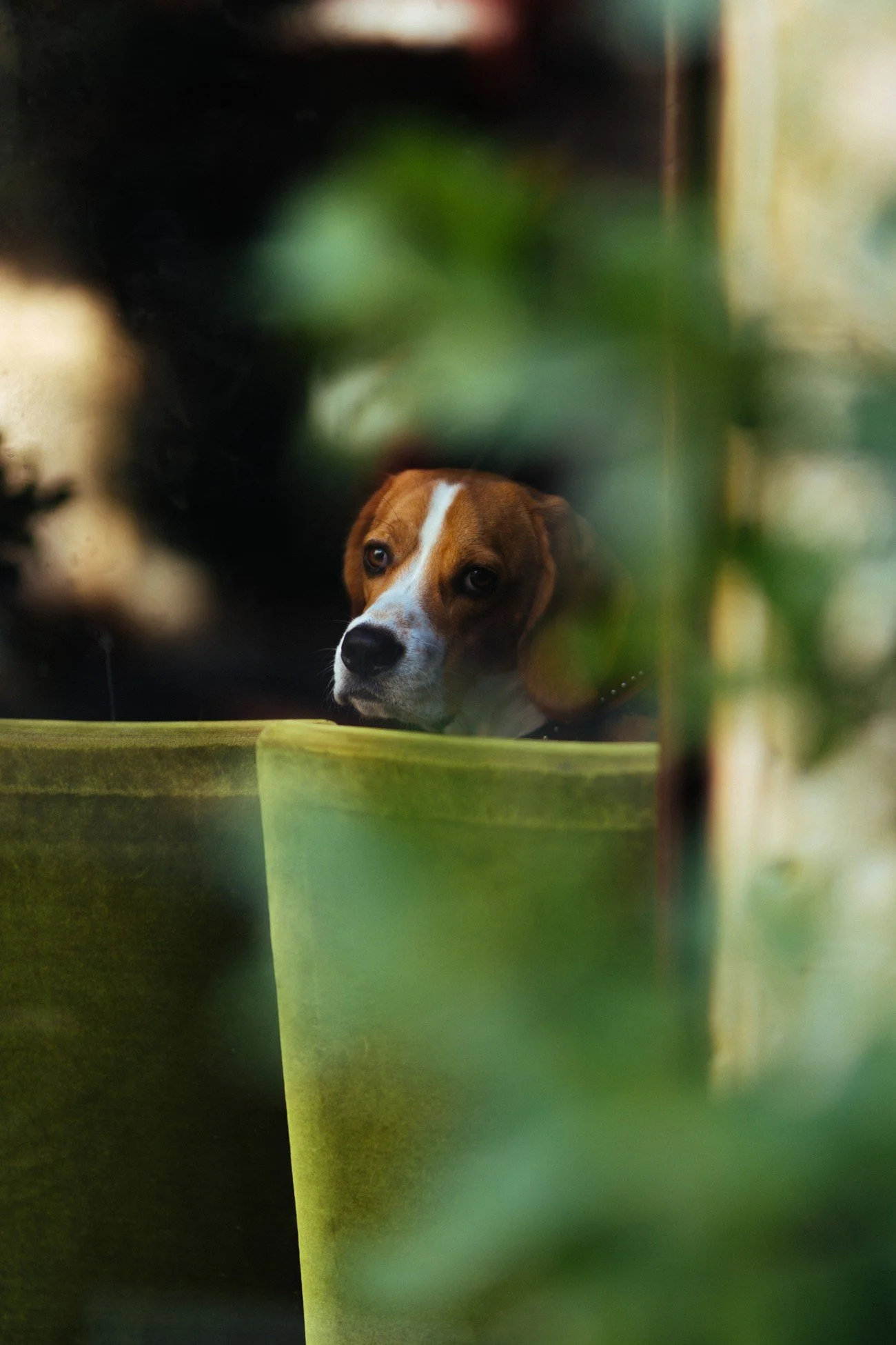 Professional Perspectives: Wisconsin Court Orders Criminal Investigation of Beagle Breeder Ridglan Farms