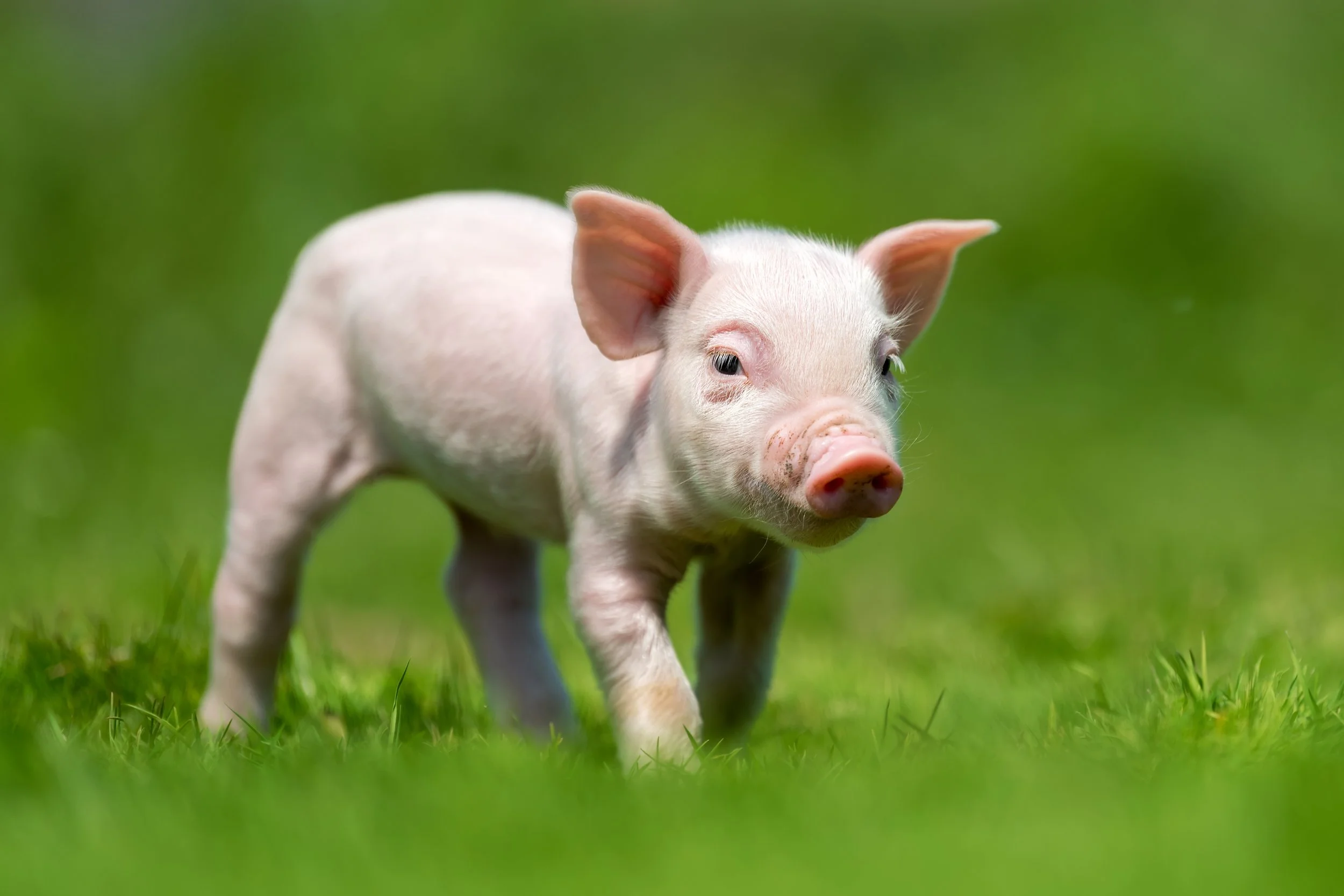 Xenotransplantation: Clinical Progress and a Need for Regulation