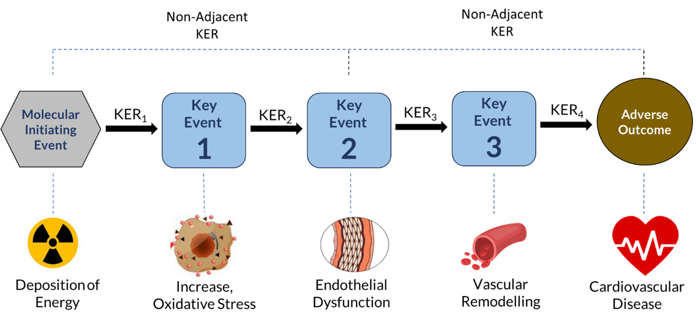 Professional Perspectives: Adverse Outcome Pathways to Contextualize Mechanistic Data for Chemical and Radiation Research
