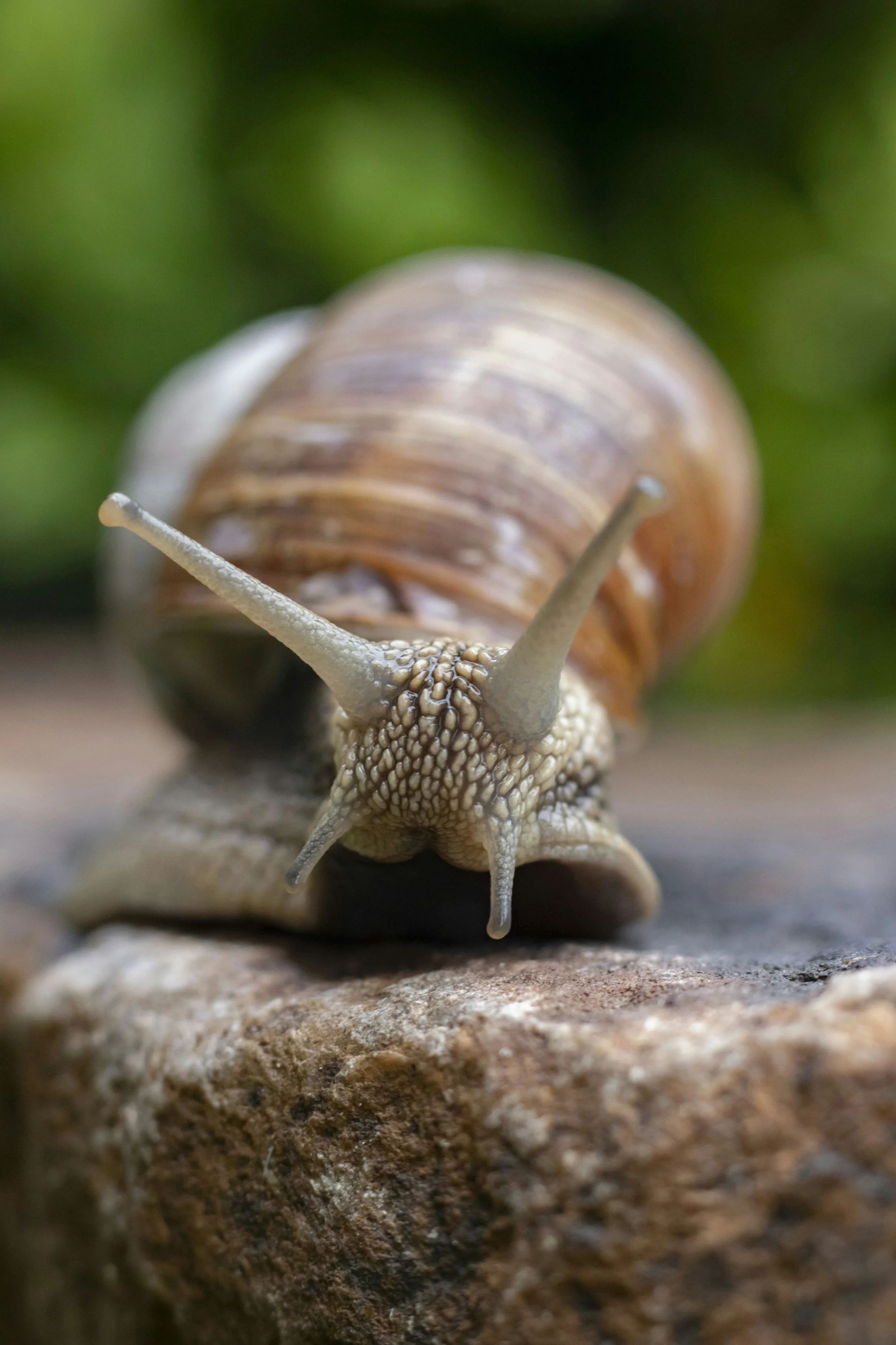 Snails, Snakes, and Sourcing Novel Compounds for Drug Development