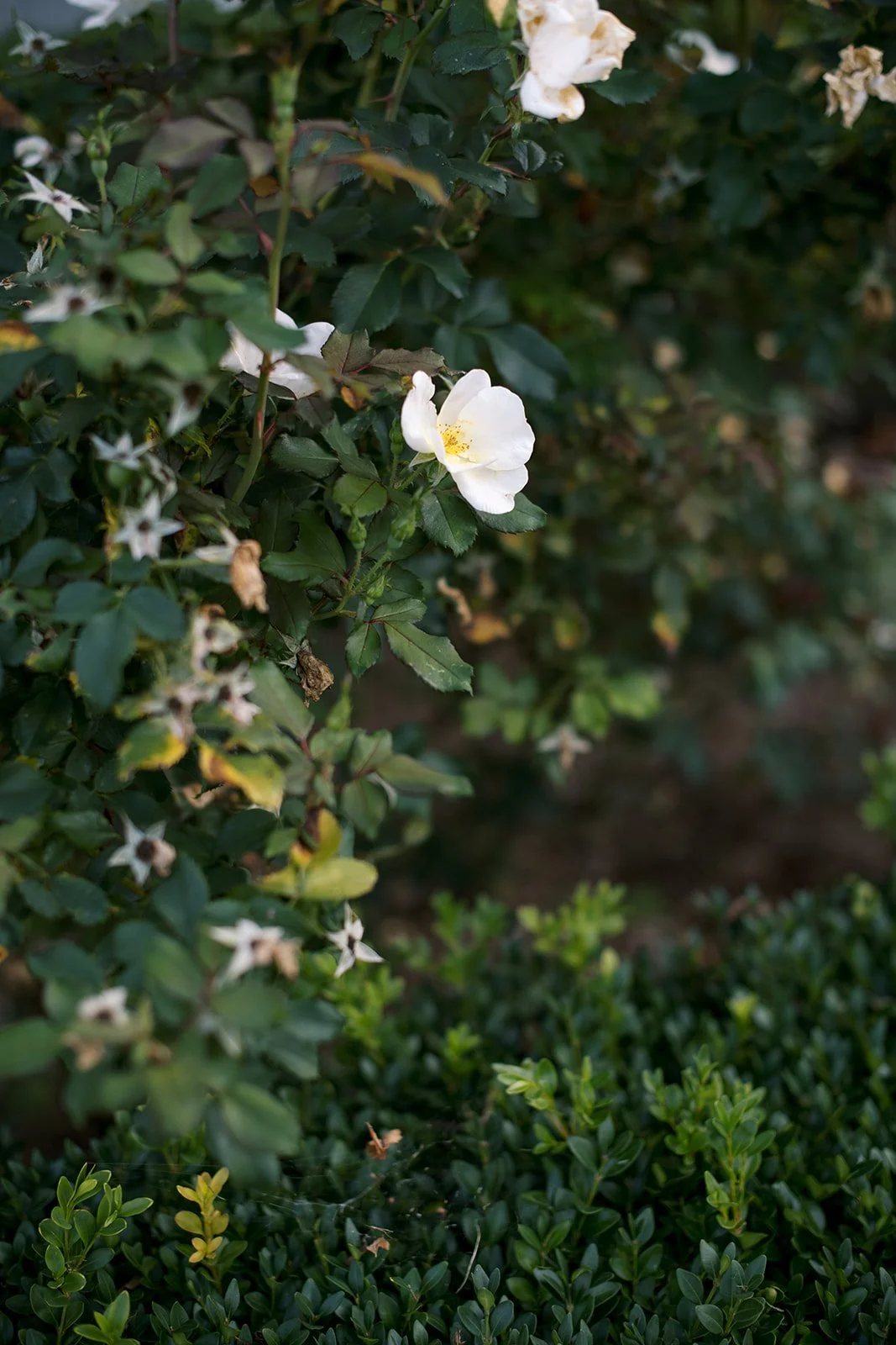 Waveny-Park-Engagement-OliviaChristinaPhoto15.jpg