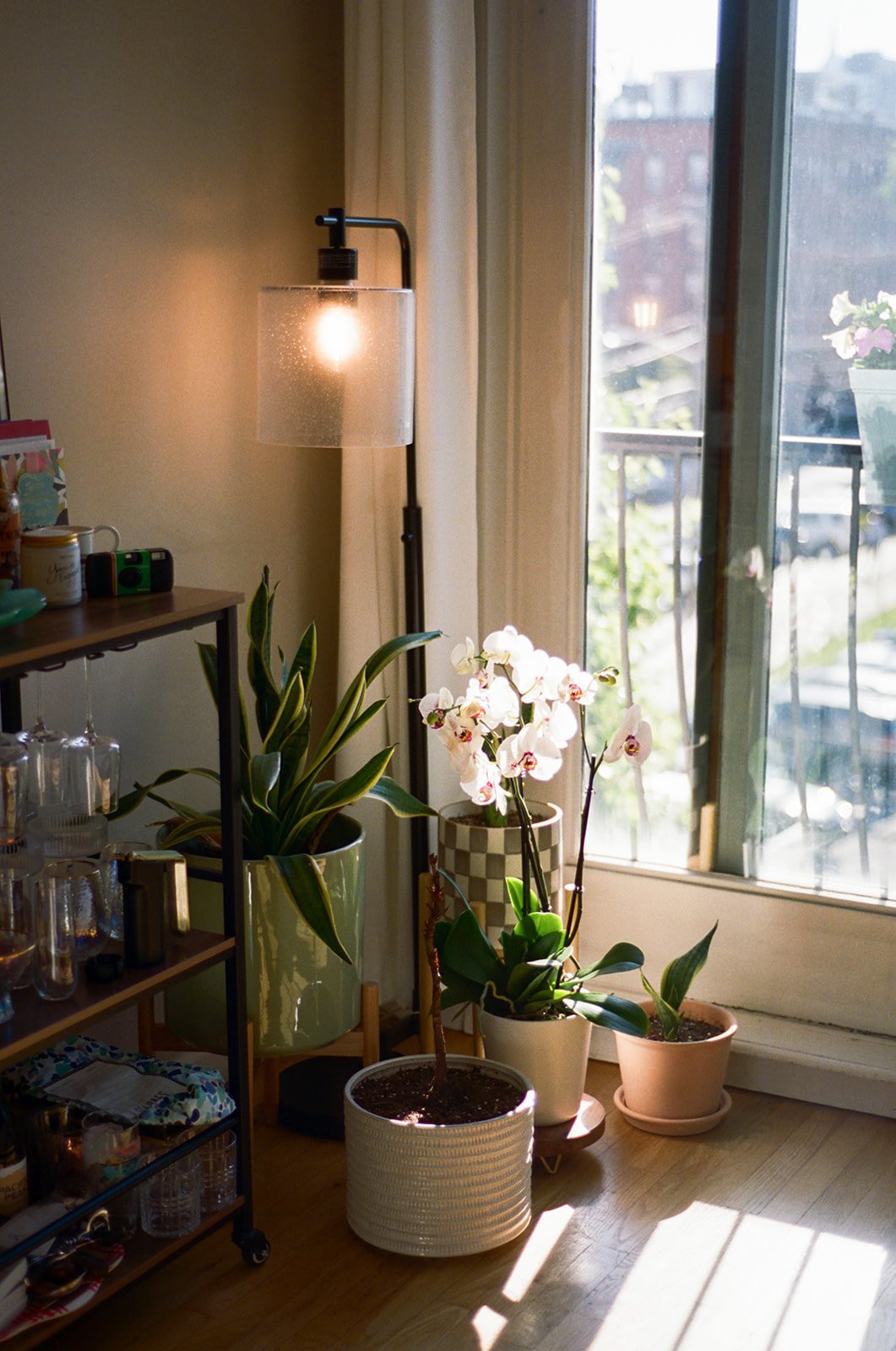  bright corner of plants in the sunlight 