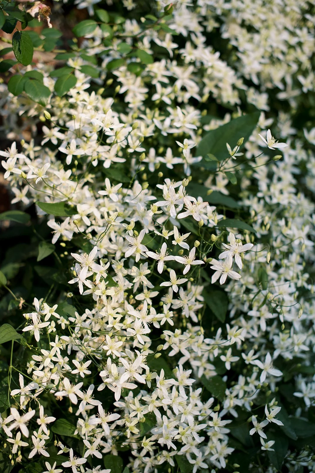 Close-up photo of jasmine in the warm sunlight