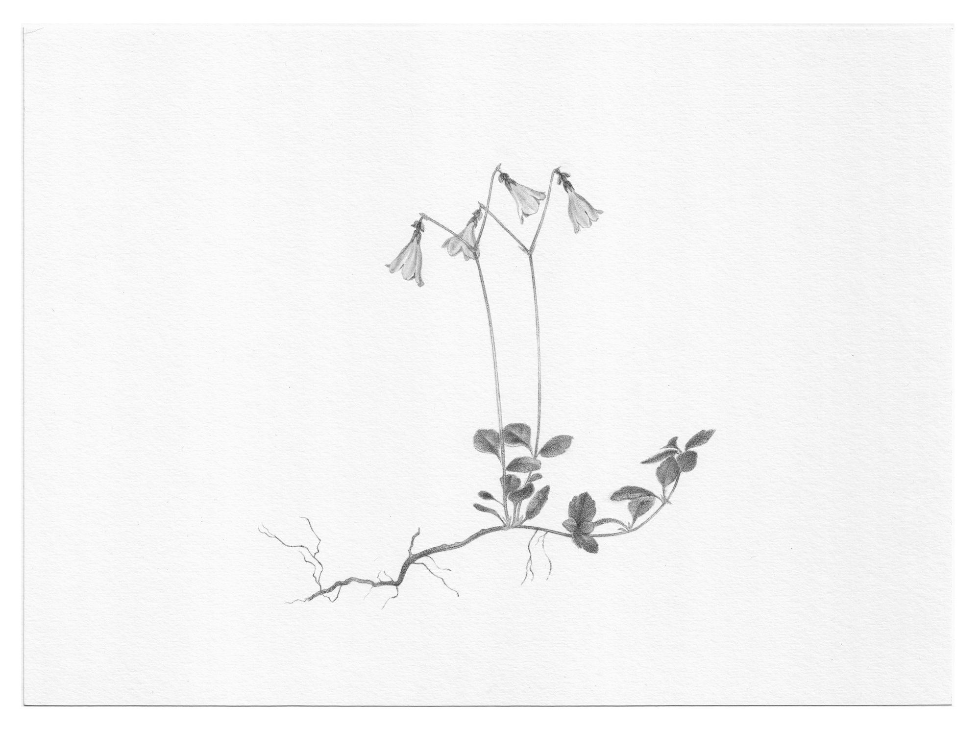 Kristina Wheeat_Kristina Wheeat_Twin Flower_BlueShopGallery_WOP7_001.jpg