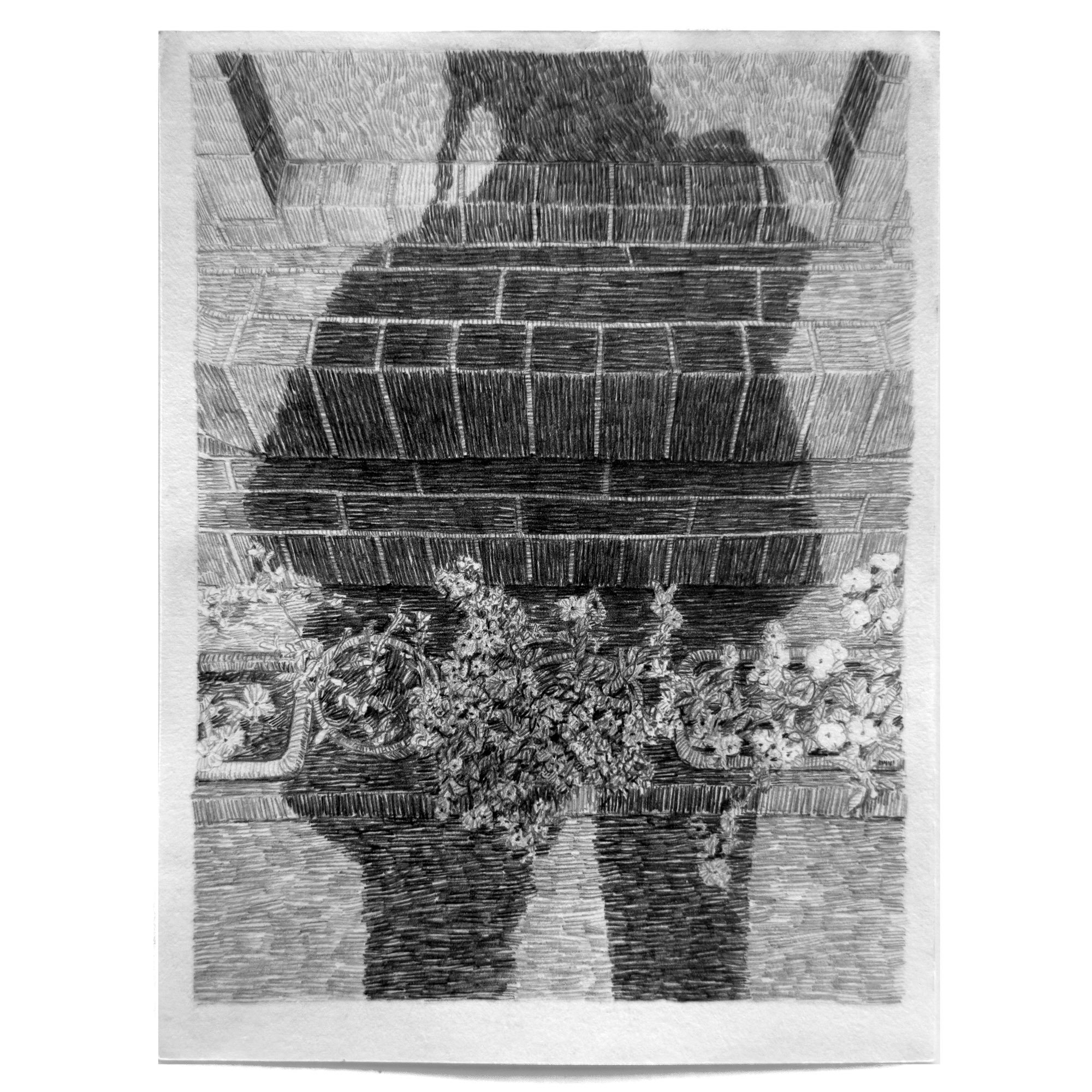 'A ledge, plants and shadow' by Lucy Ray