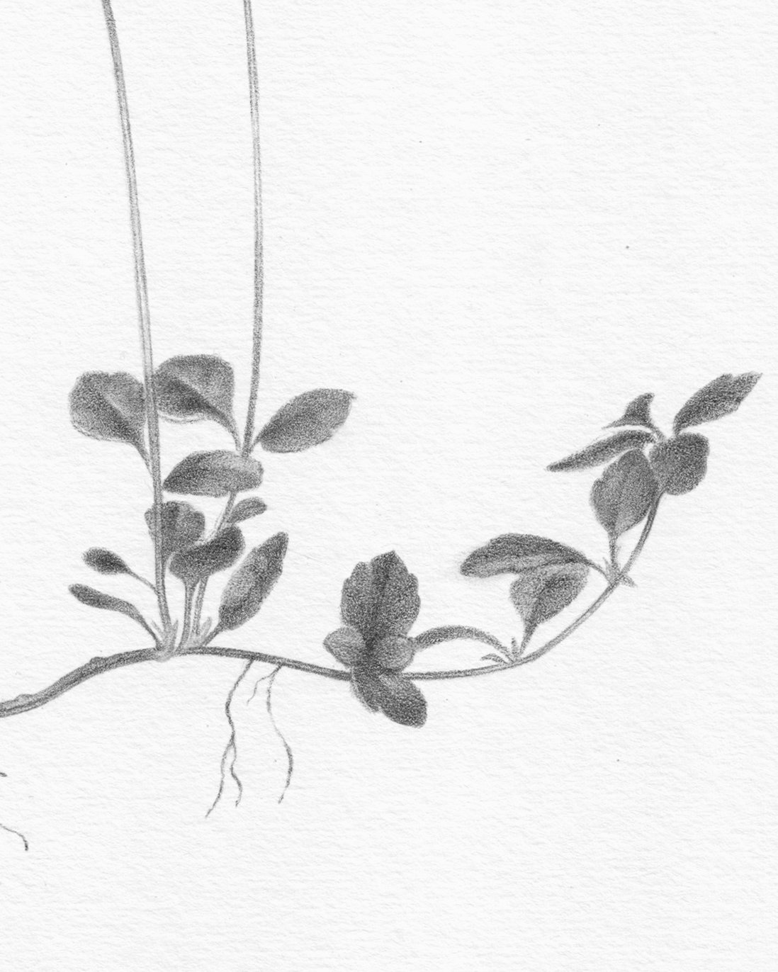Kristina Wheeat_Kristina Wheeat_Twin Flower_BlueShopGallery_WOP7_1174.jpg