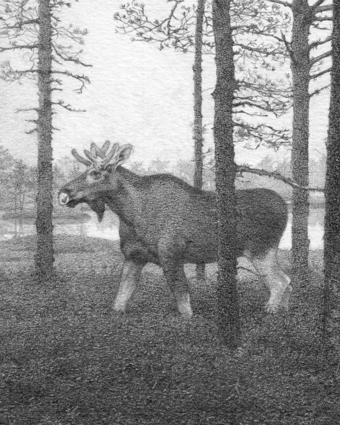 Kristina Wheeat_Kristina Wheeat_Moose on The Bog_BlueShopGallery_WOP7_1176.jpg