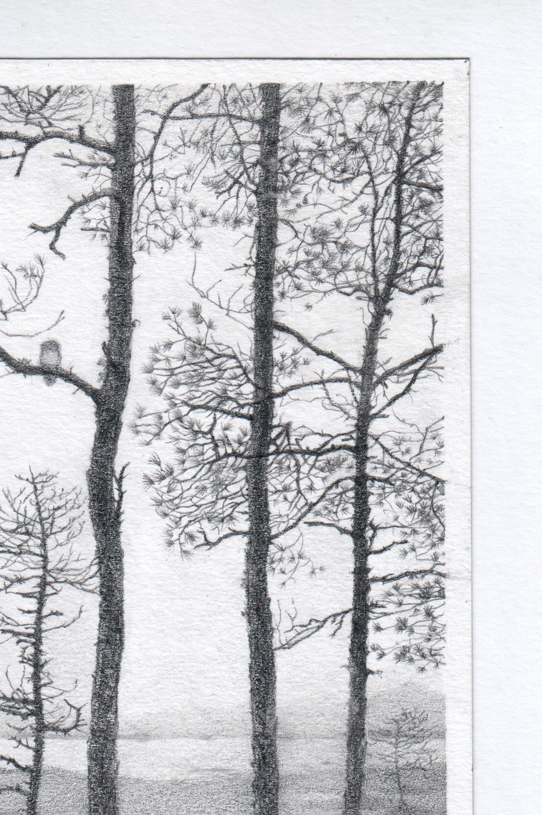 Kristina Wheeat_Kristina Wheeat_Bog Mire With An Owl_closeup_BlueShopGallery_WOP7_1195.jpg
