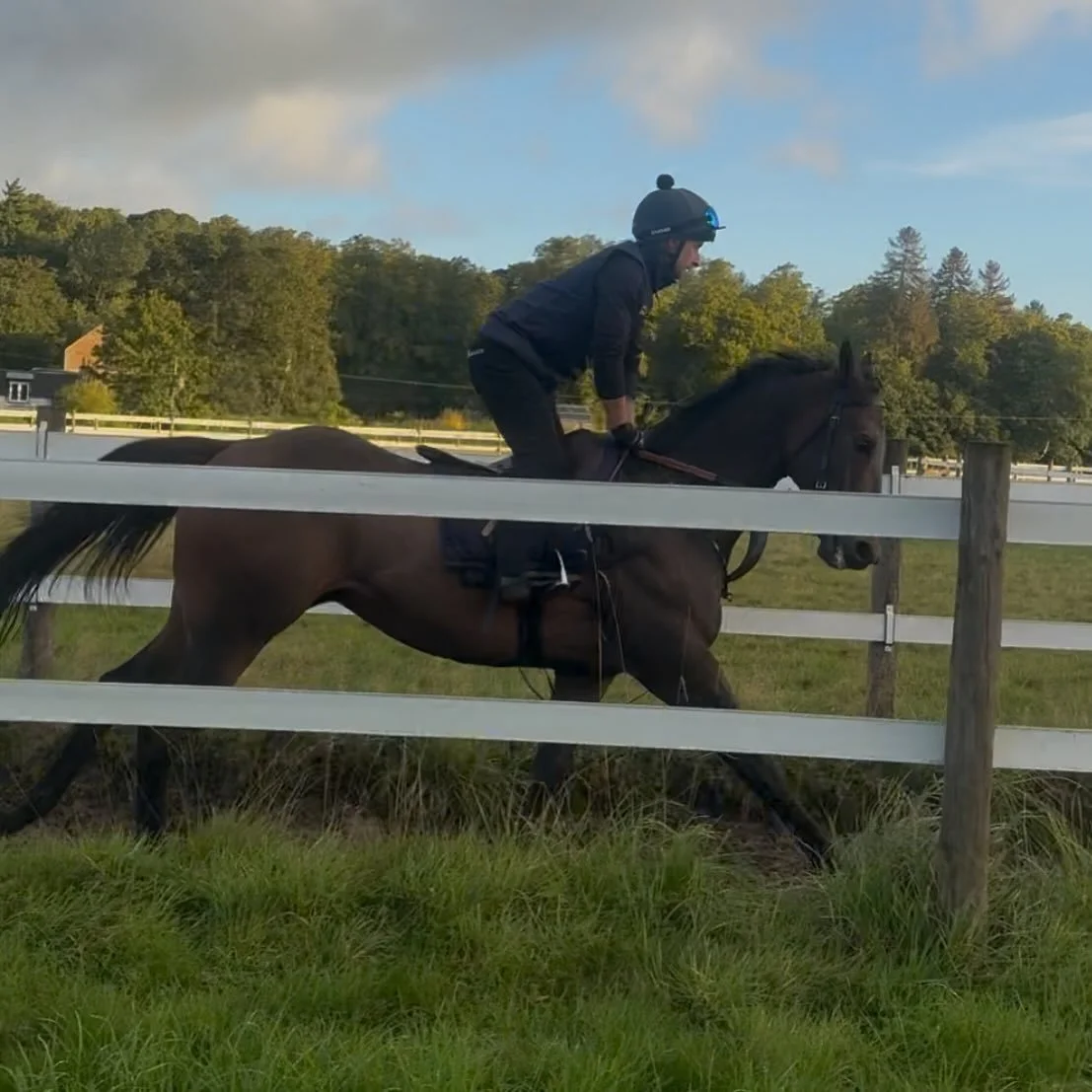 Great to have Concert Boy back in work after a short break 🏇🏼💨