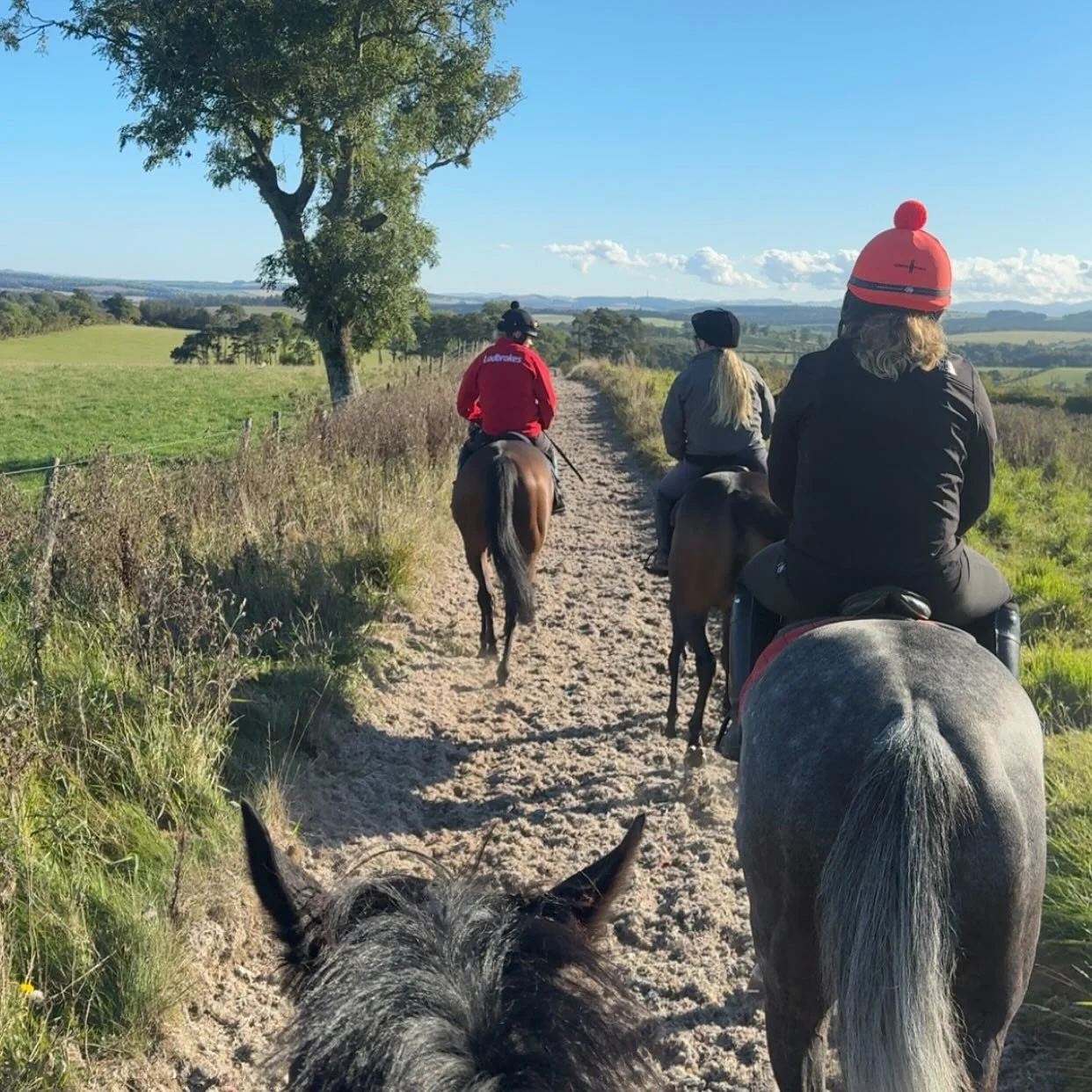 Some @URSAMAJORRACING ears and bums 

Curious Rover - Abby
Baby Rover - Mary 
Gressington - Charlie
Black Storm - Katie