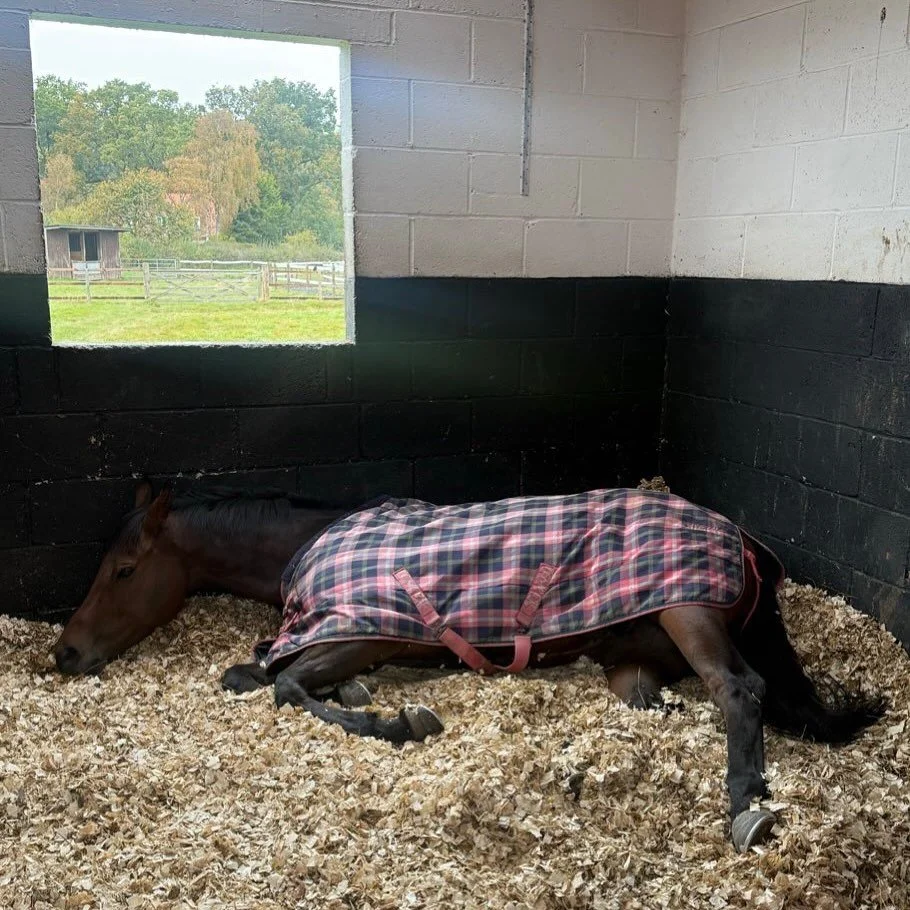 When naps are life 💤💤💤