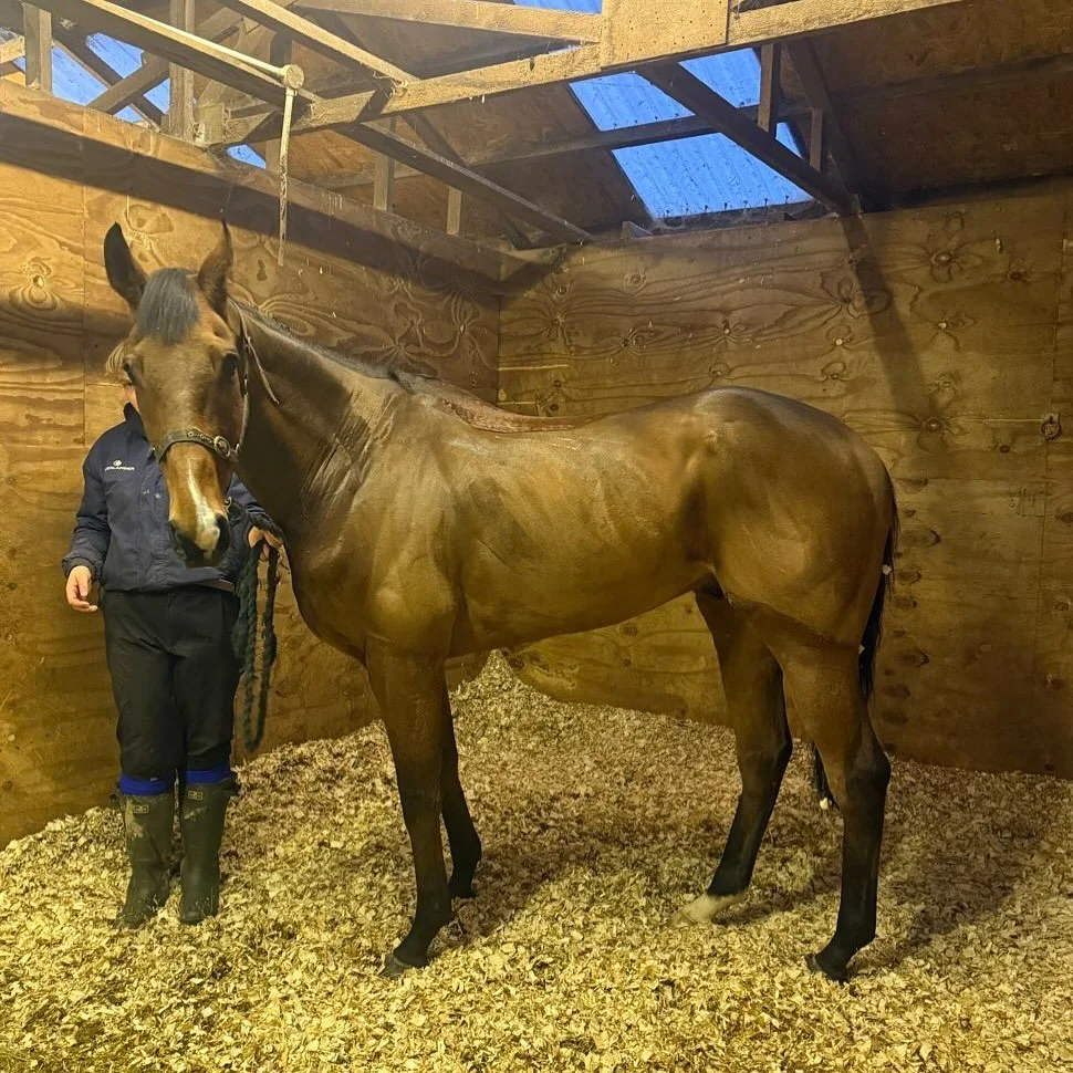 Gweedore had an early trip to the salon this morning 💇🏽&zwj;♂️

@lamont_racing