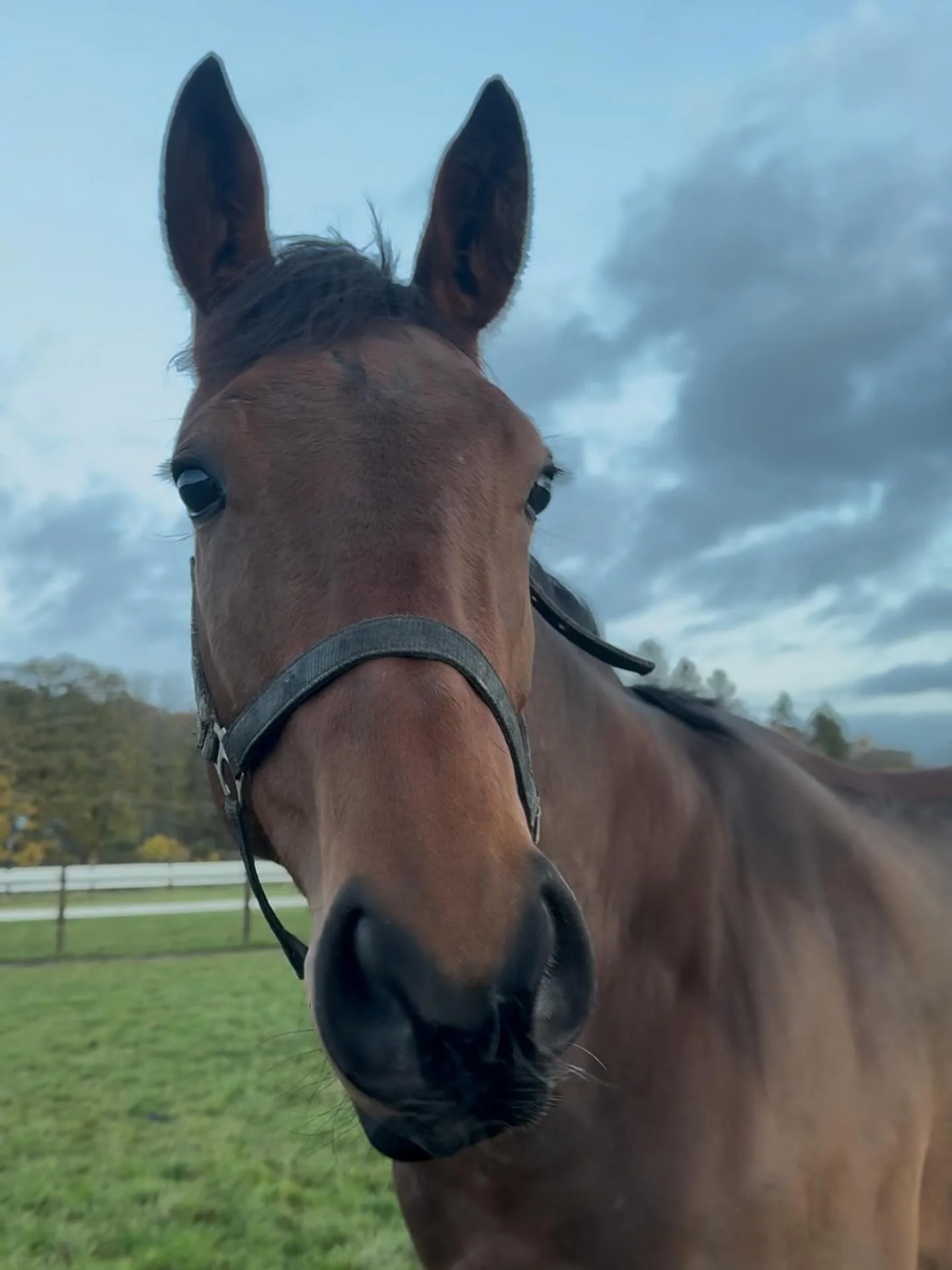 Figjam enjoying the start of some well deserved holidays, 2026 will be an exciting summer.

@lamont_racing