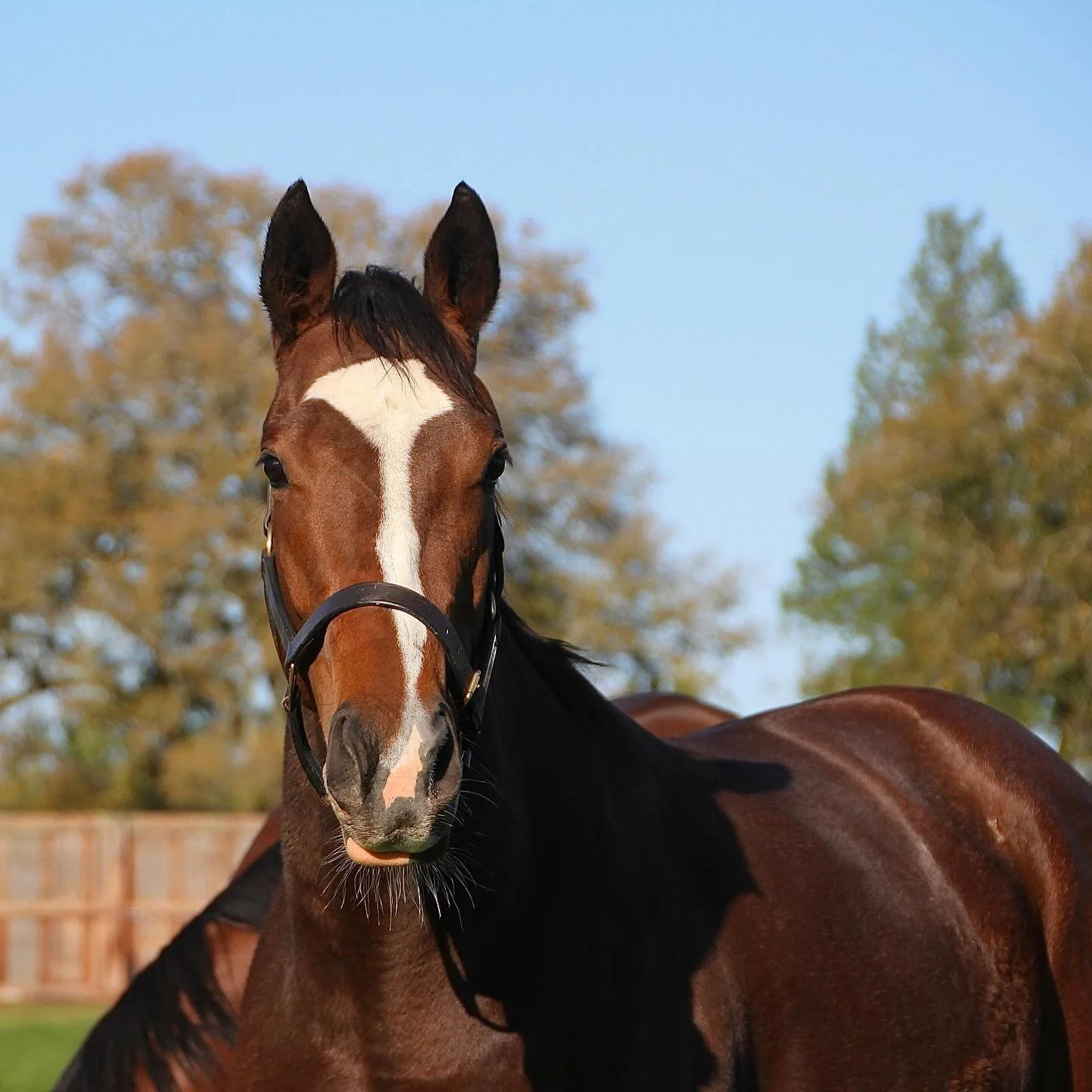 A trip south to the sales this week allowed me to visit Luna A Inbhir Nis who is enjoying her winter holidays at Childwickbury Stud. 

She looks amazing and the break will set her up well for the 2026 campaign for Summerstorm Bloodstock Ltd

💚🤍