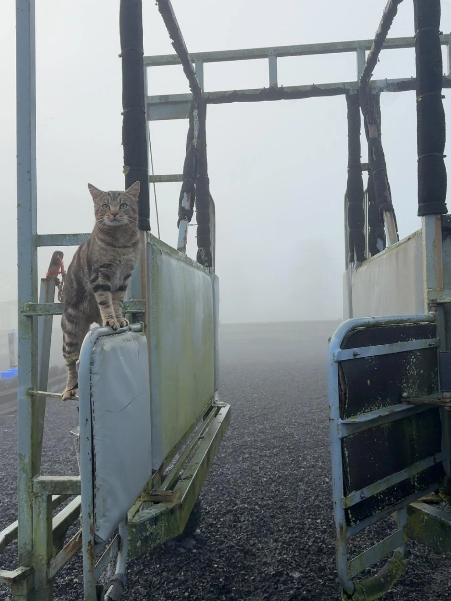 Main man Jason on stalls duties this morning 🐱