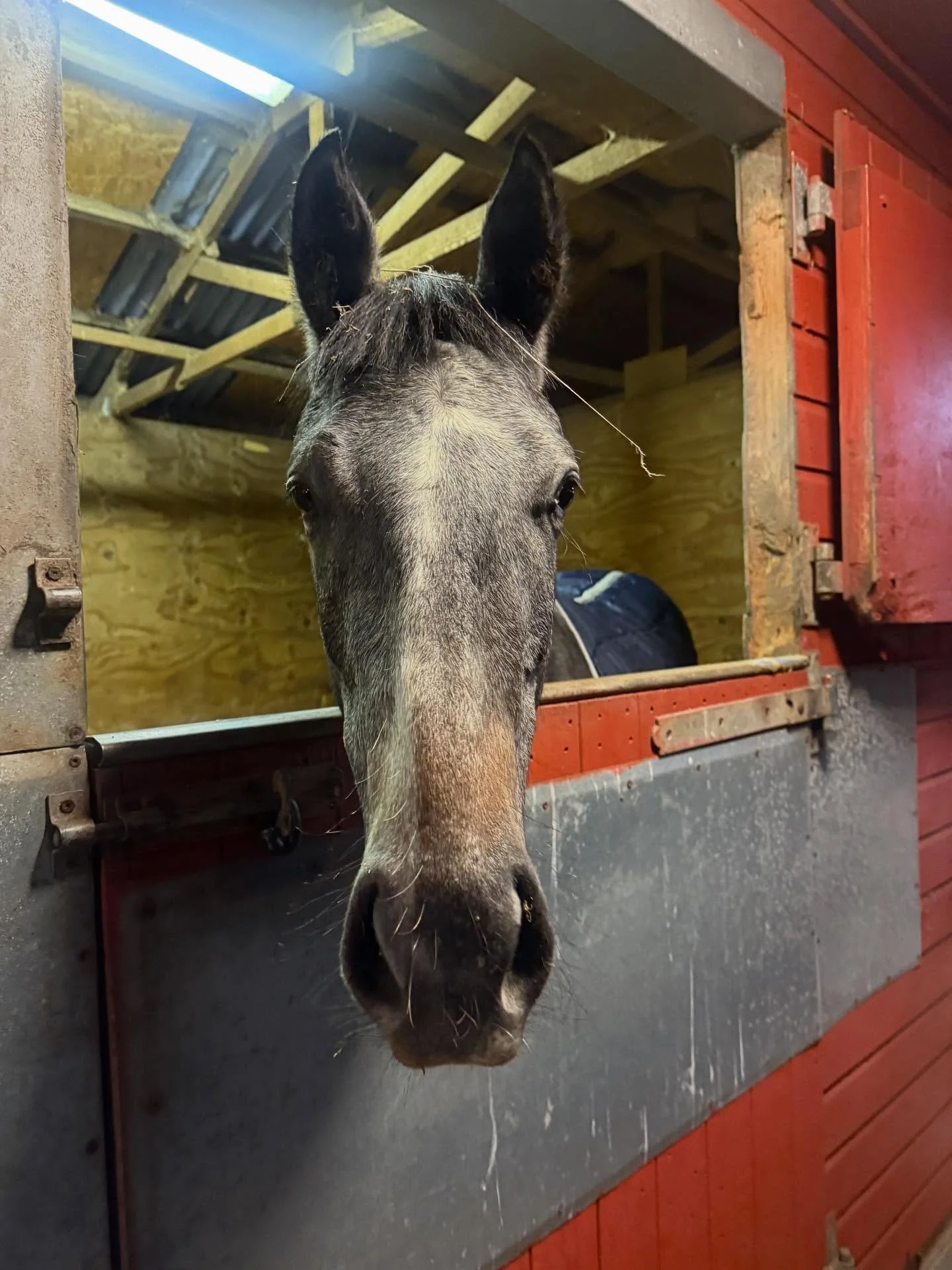 Two new arrivals last night helping build excitement for 2026.

Yearlings by Inns Of Court (@ursamajorracing ) and Ubettabelieveit