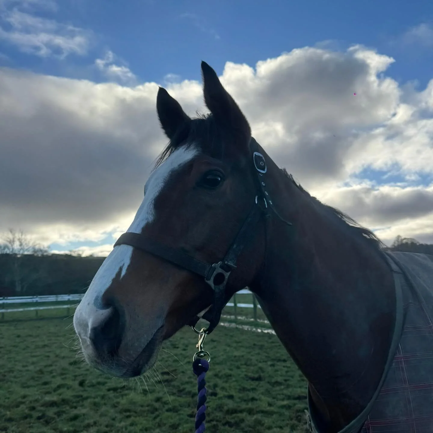Last nights runners happy out in the paddocks 🫶🏼

@makingheadwayracing_ 
@ursamajorracing