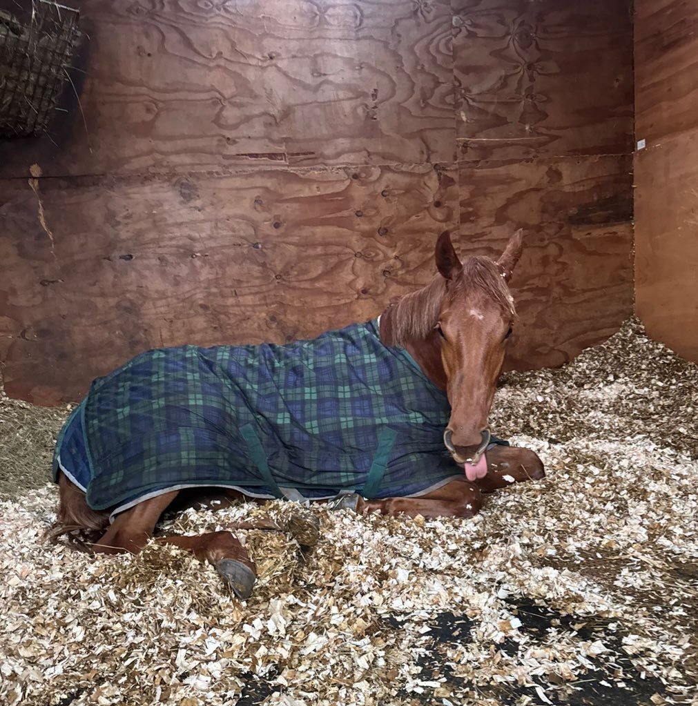 Hallie and Sid enjoying an afternoon nap 💤 👅

@lamont_racing