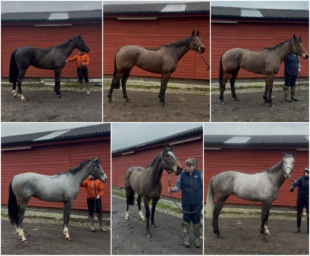 The @ursamajorracing team at the yard ahead of the turf season, all shapes and sizes 💛💕