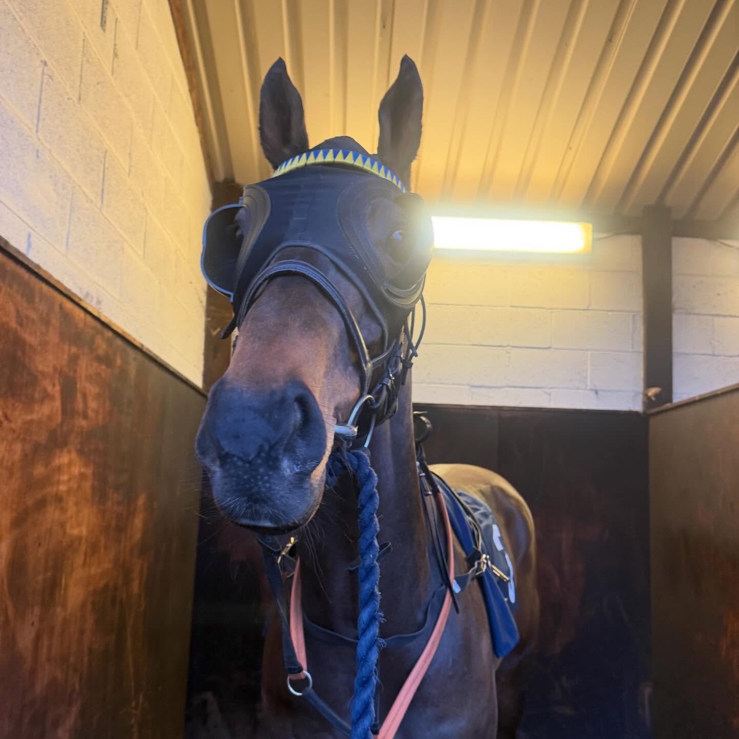 Concert Boy 5th last night at wolves.

Another credible run picking up some valuable points in the AW Championship. 

BTO to ⭐️
@makingheadwayracing_