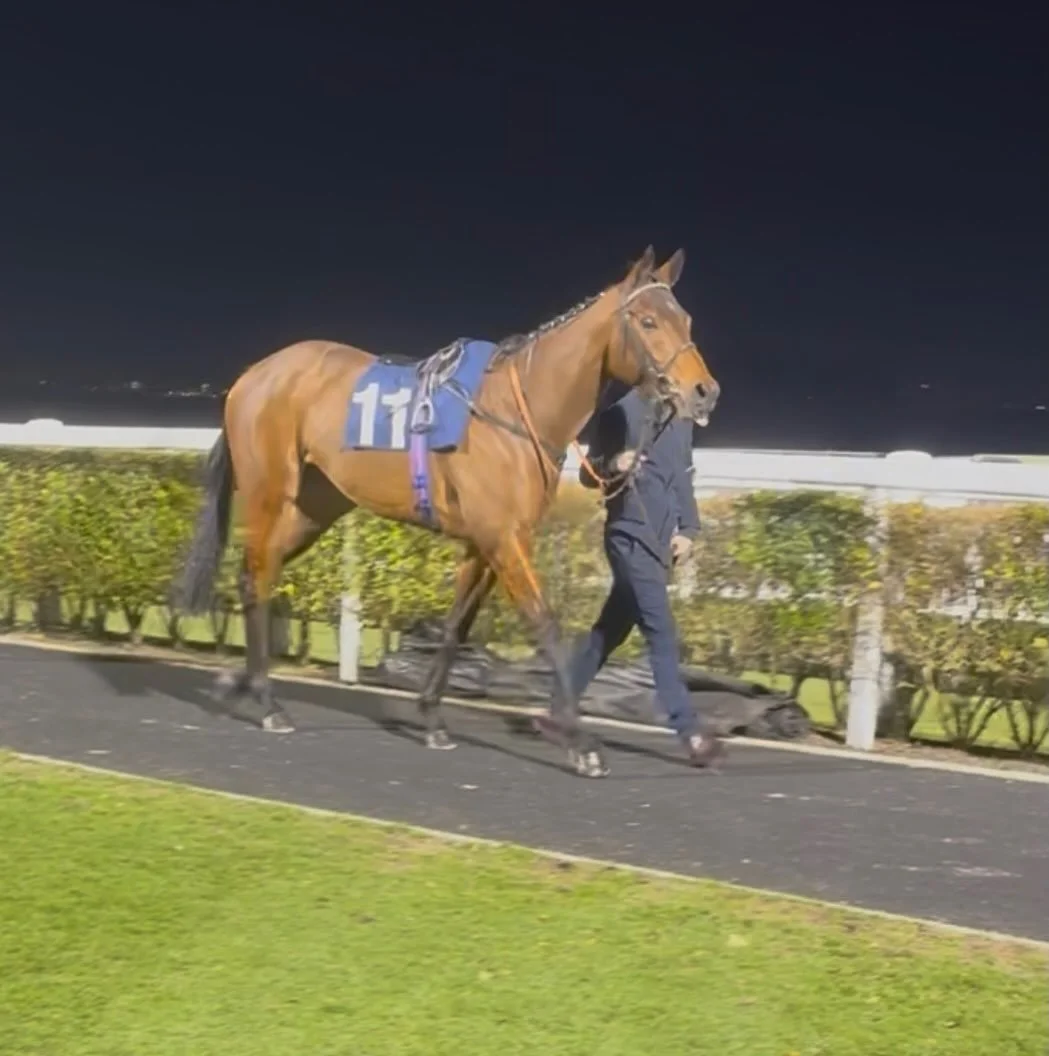 Evelyn&rsquo;s Garden finished 8th last night, showing a bit of promise on the way.

She was turned out beautifully by Charlie to win BTO and was Harvey&rsquo;s first ever lead up on the race track.
