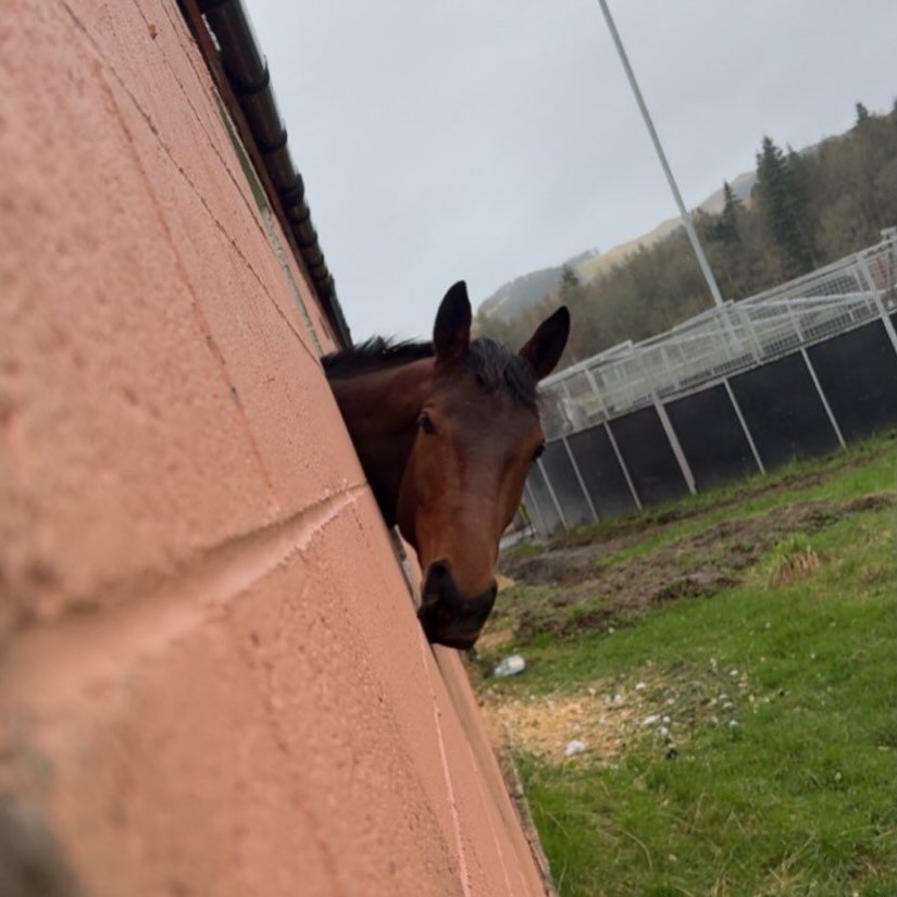 &lsquo;Figjam&rsquo; 

💕💕💕

@lamont_racing