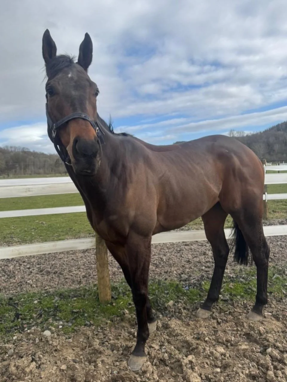Concert Boy enjoying the start of his well deserved holidays, absolute superstar 🌟

@makingheadwayracing_ 
💙💛🤍