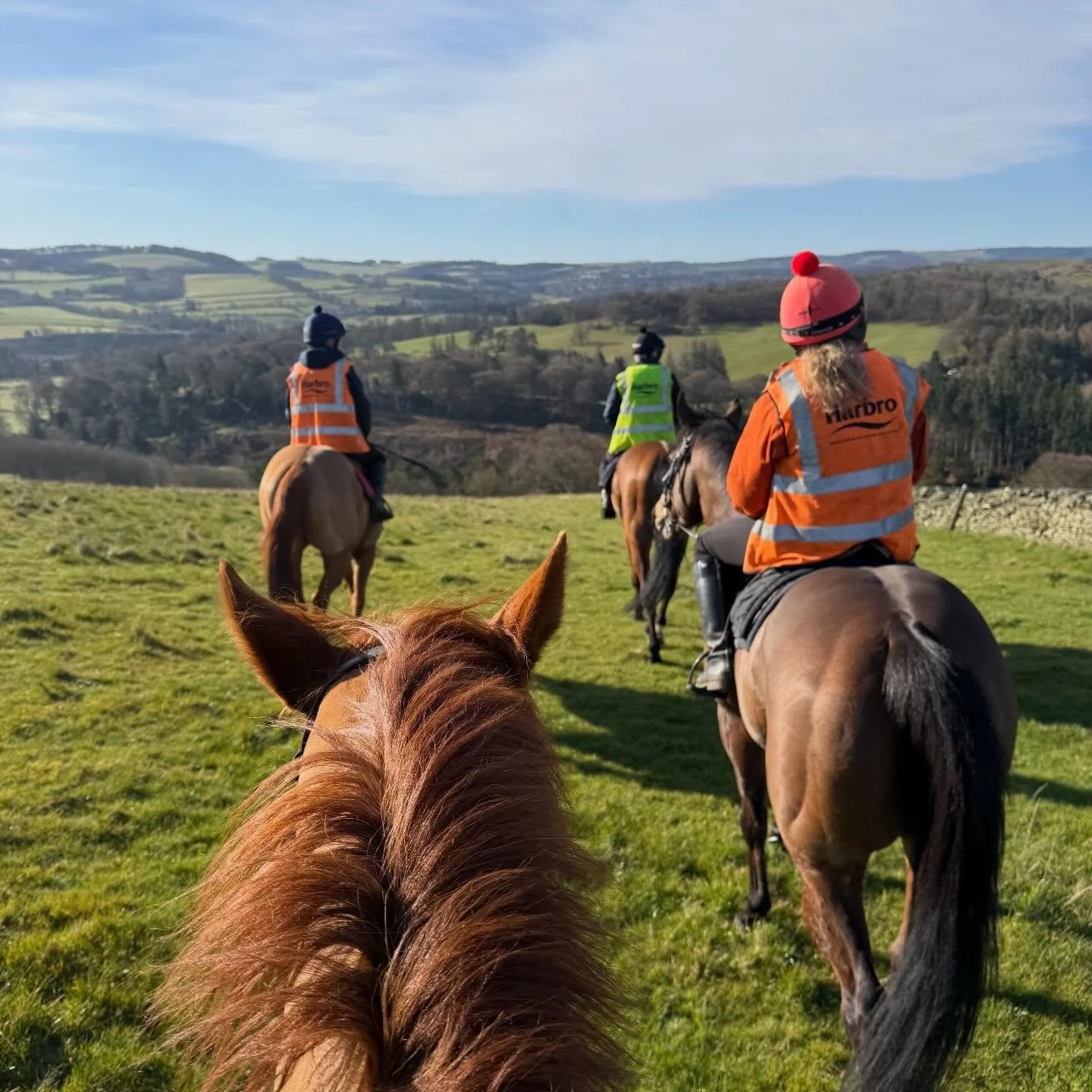 Storms forecast at the weekend but we will take this while it&rsquo;s here ☀️ 

Gweedore, Curious Rover and Cotai Starlight enjoying a stretch out on the hills.

@lamont_racing @ursamajorracing @stephenpaulmccluskey