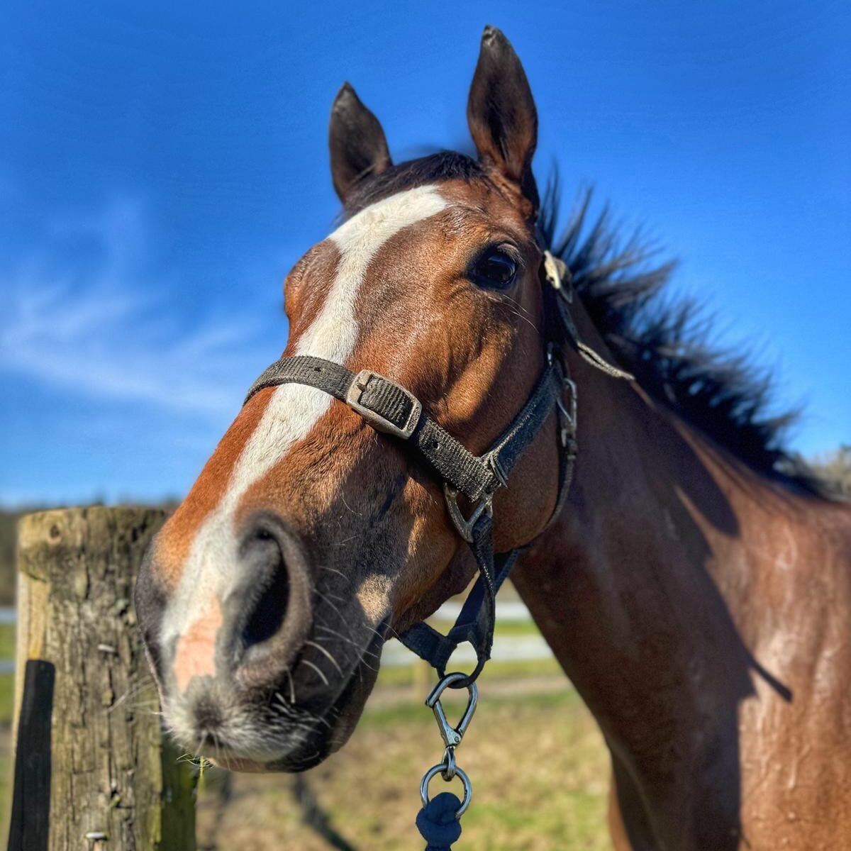 The stunning Luna A Inbhir Nis
 💚🤍