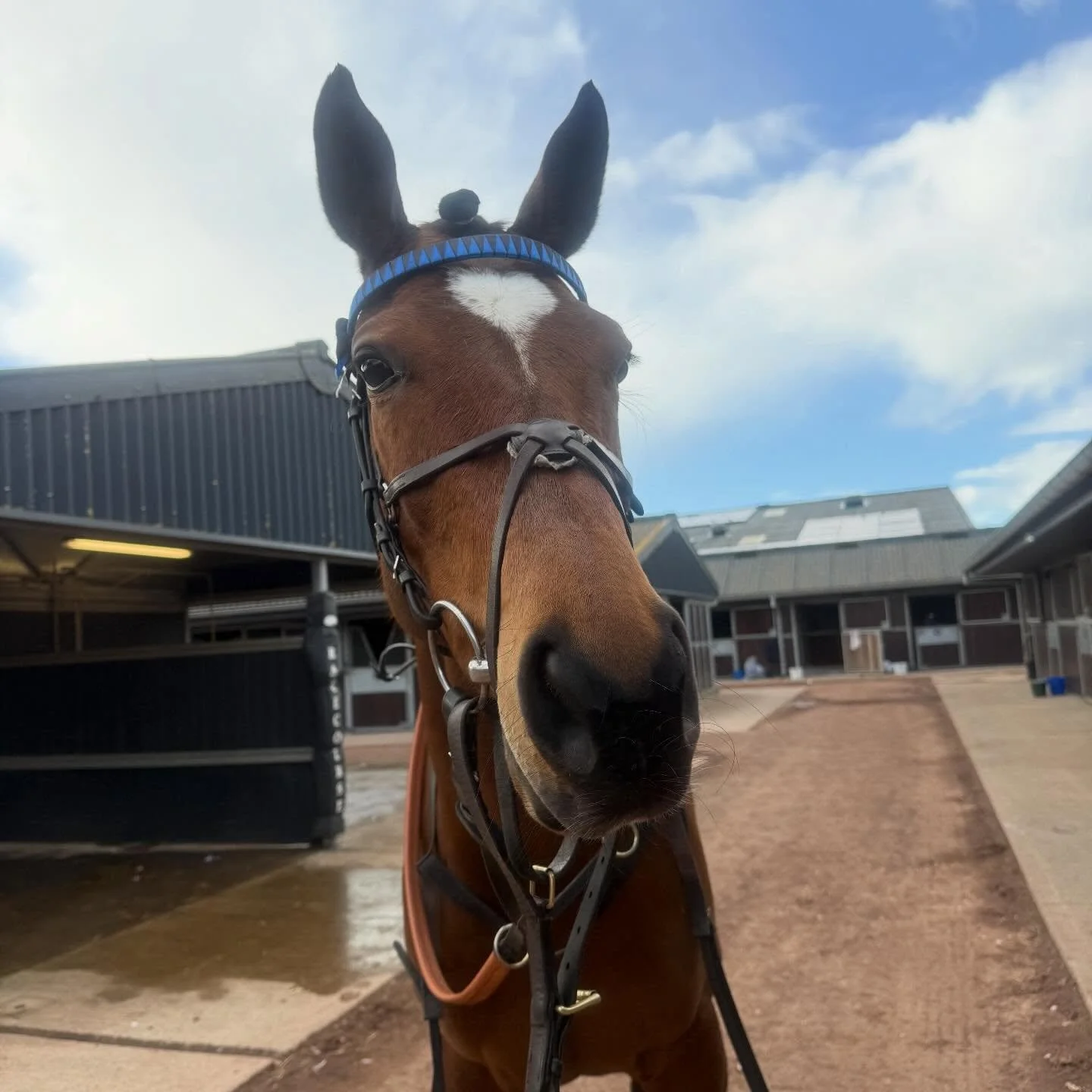 Epidavros 4th

A lovely start to the season in a competitive Sky Bet Sunday Series race for the lovely Roz. 

Picked up a BTO prize to 🌟