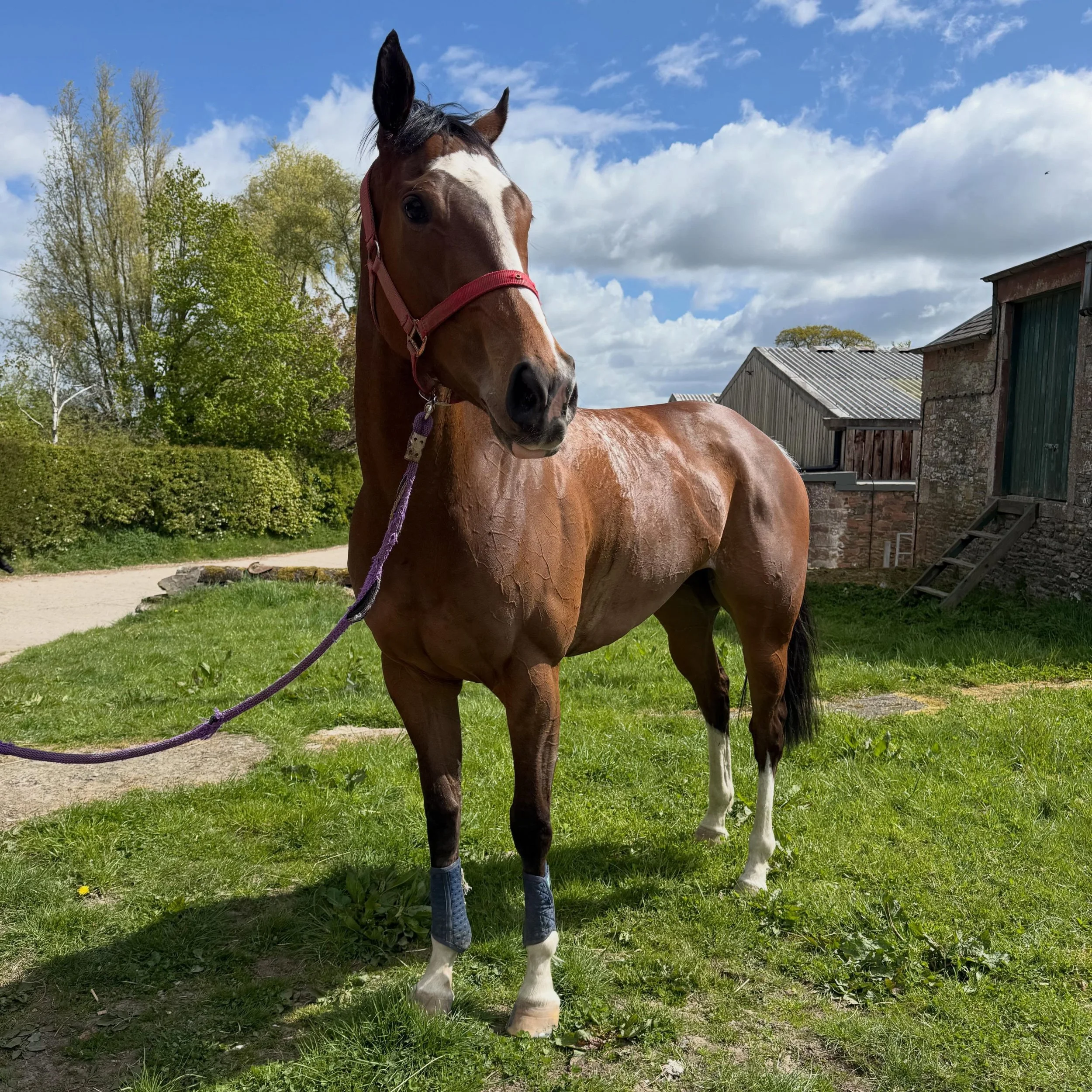 Luna set to kick off her season @yorkraces on Thursday 🏇