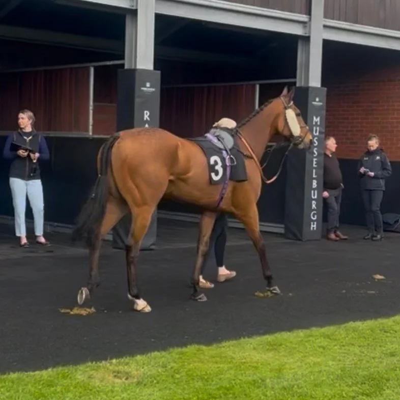 Gweedore strutting round the parade ring before a staying on 4th @musselburghracecourse today.

@lamont_racing