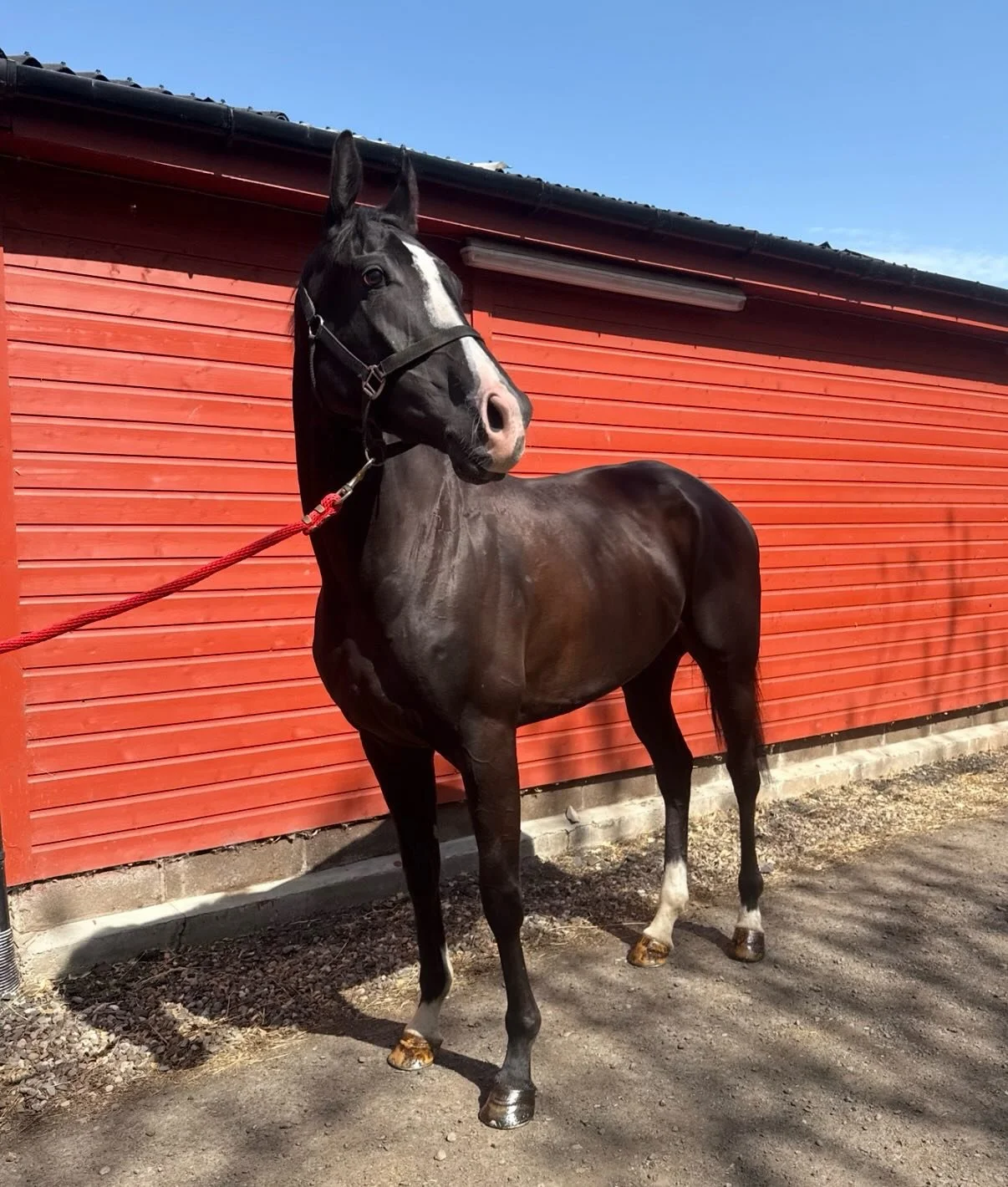 A new lady joined the yard today, meet Carmel Valley

👀👀👀

@lamont_racing
