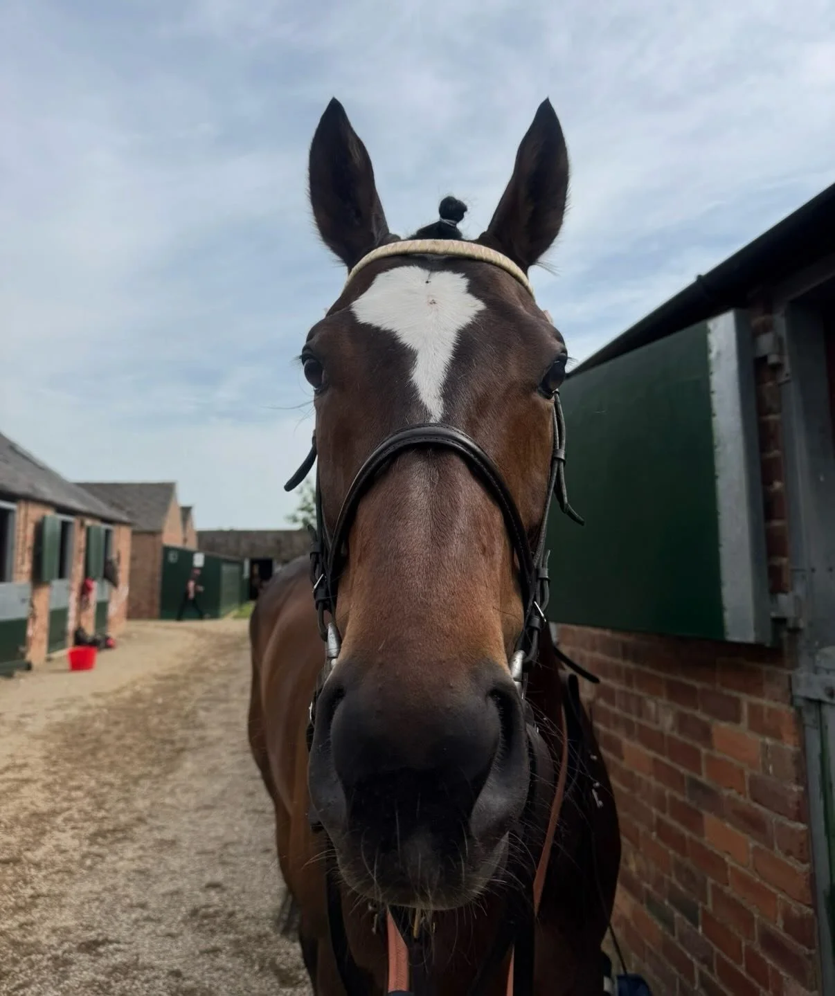 A round up of a few busy days

Tarlac 7th
Curious Rover 4th
Gressington 8th
Luna A Inbhir Nis 🥉
Elizabeth Bay 10th

Tarlac looked flat out everywhere at toasty Ripon, but he did pick up BTO for being the most handsome. Rover another consistent run a