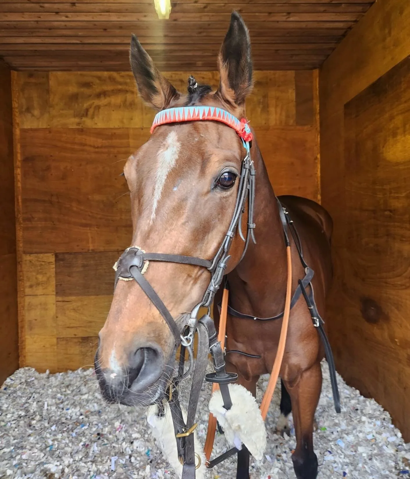 Falaise Blanc 
🥈🥈🥈

Well done Cliff who seemed to enjoy a bit of cut in the ground tonight at Hamilton. Lovely ride by Greg. Hopefully a bit of reward for his patient owners. 

Well done Abby and Niamh who travelled him up.