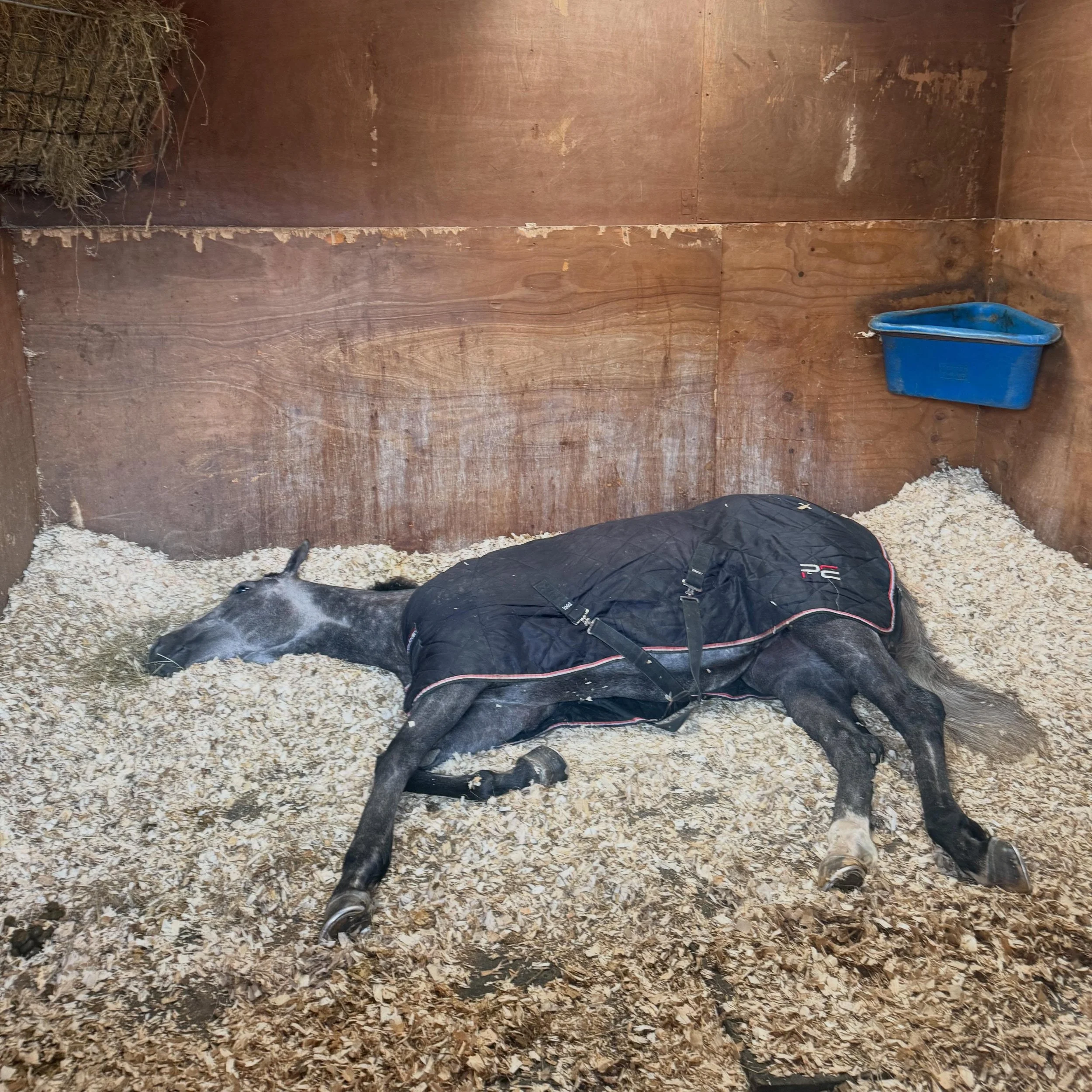 If anyone&rsquo;s wondering what Shadow spent her day doing after hosing up over the fastest 5 furlongs in the country it&rsquo;s this&hellip;..

Some much earned rest and relaxation for our special girl

💚🤍

Summerstorm Bloodstock Ltd
@five_star_r