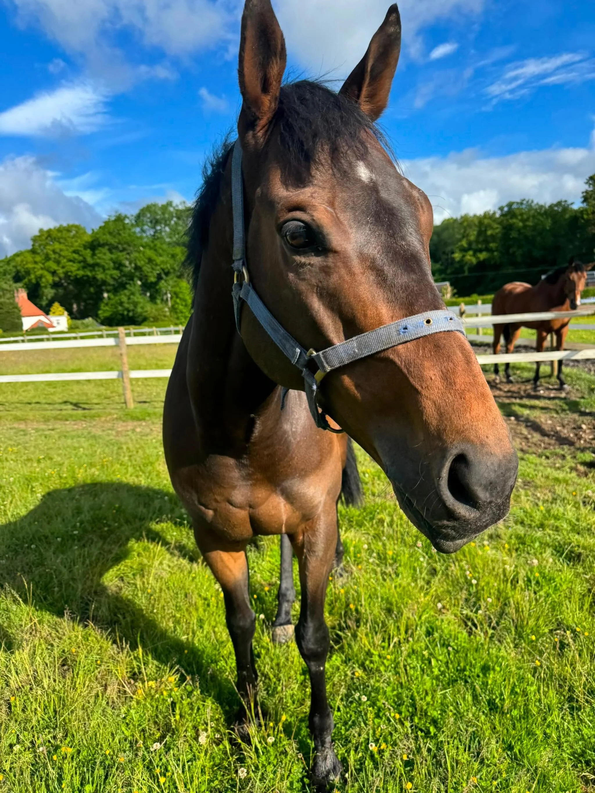 Concert Boy looking class in yesterdays sunshine ☀️ 

@makingheadwayracing_