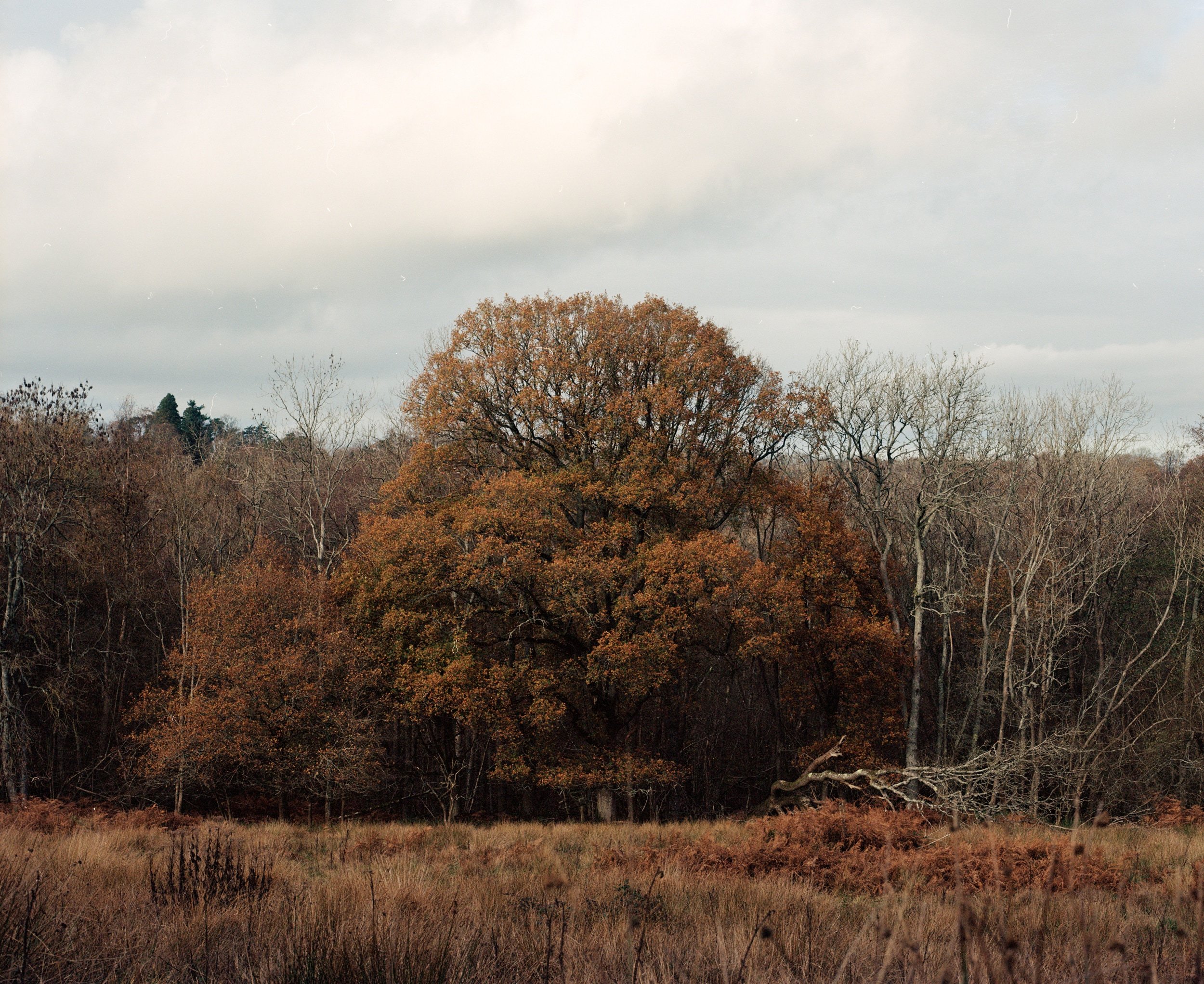 Ashdown Forest No. 2